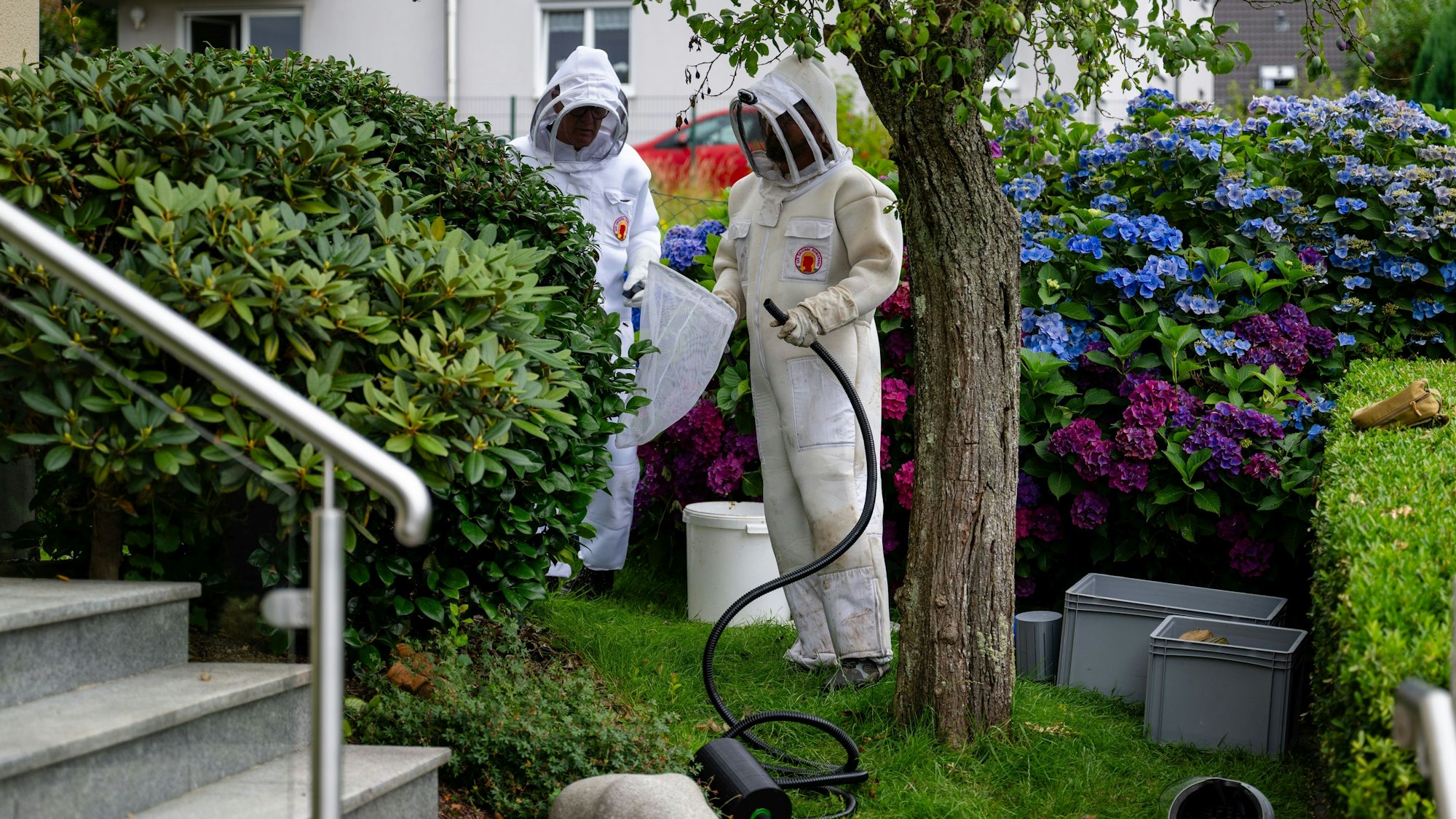 Menschen in Schutzanzügen entfernen Nester der Asiatischen Hornisse.