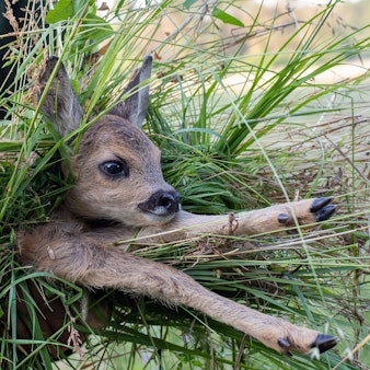 Ein Freiwilliger trägt ein Rehkitz von einem Feld.