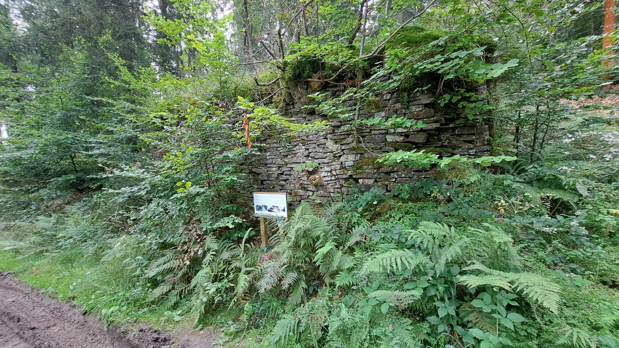 Zwischen Farnkraut und jungen Bäumen sind Mauerreste zu sehen.