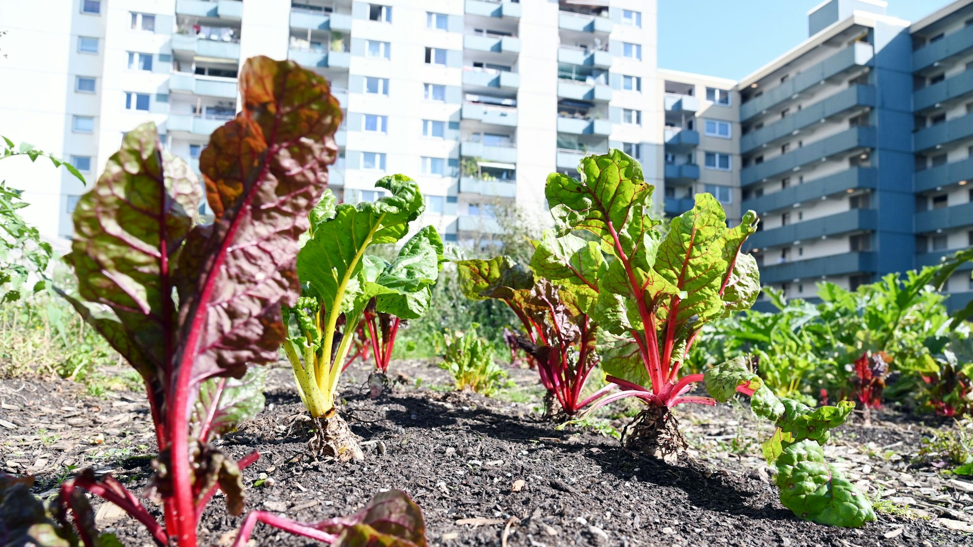 Der Demogarten in Finkenberg am Dienstagnachmittag