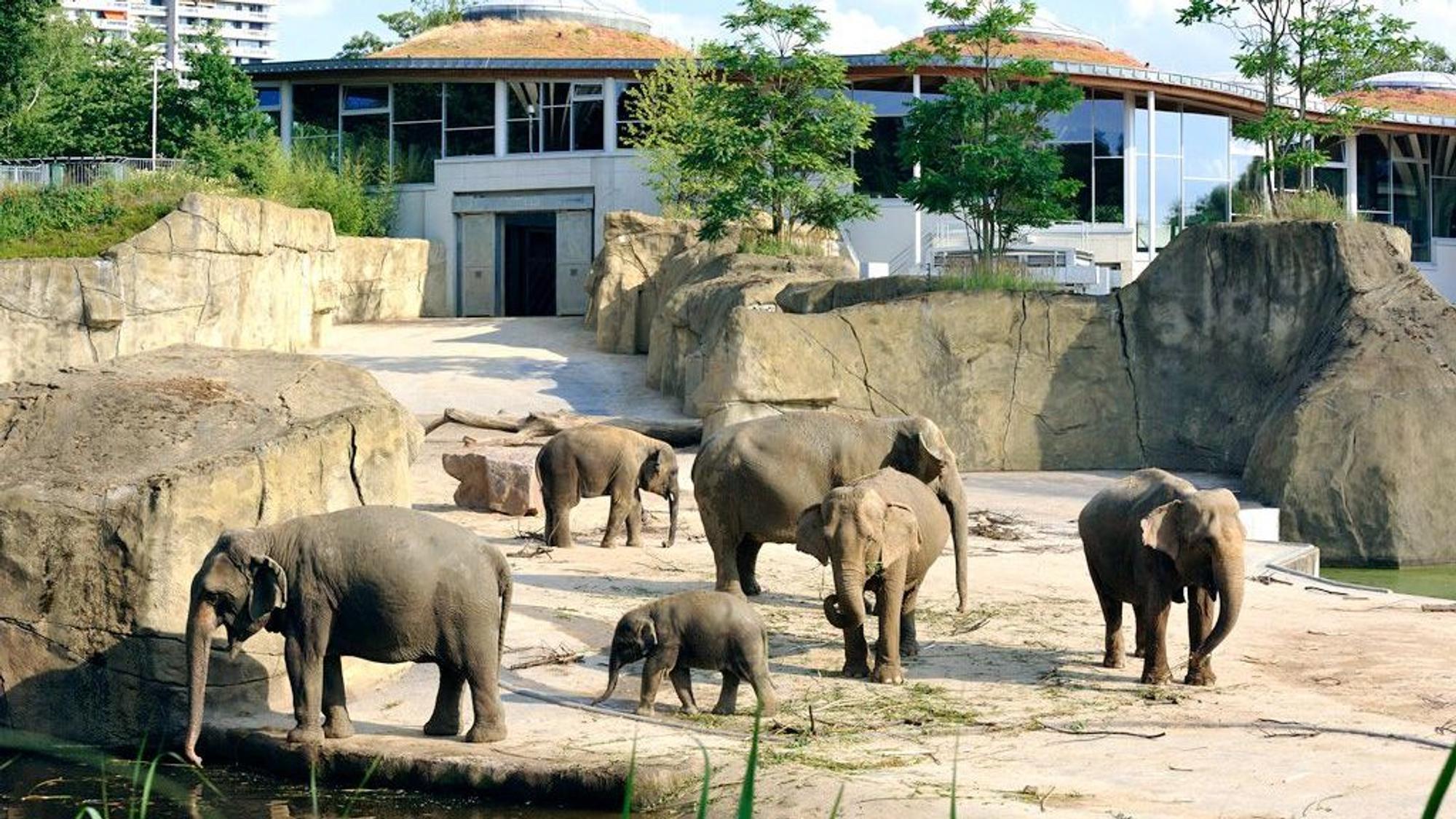 Elefanten stehen im Außenbereich von ihrem Park im Kölner Zoo.
