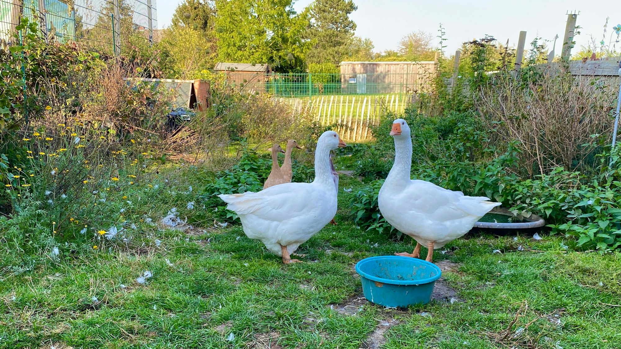 Gänse stehen in einem Garten hinter einem Futternapf.