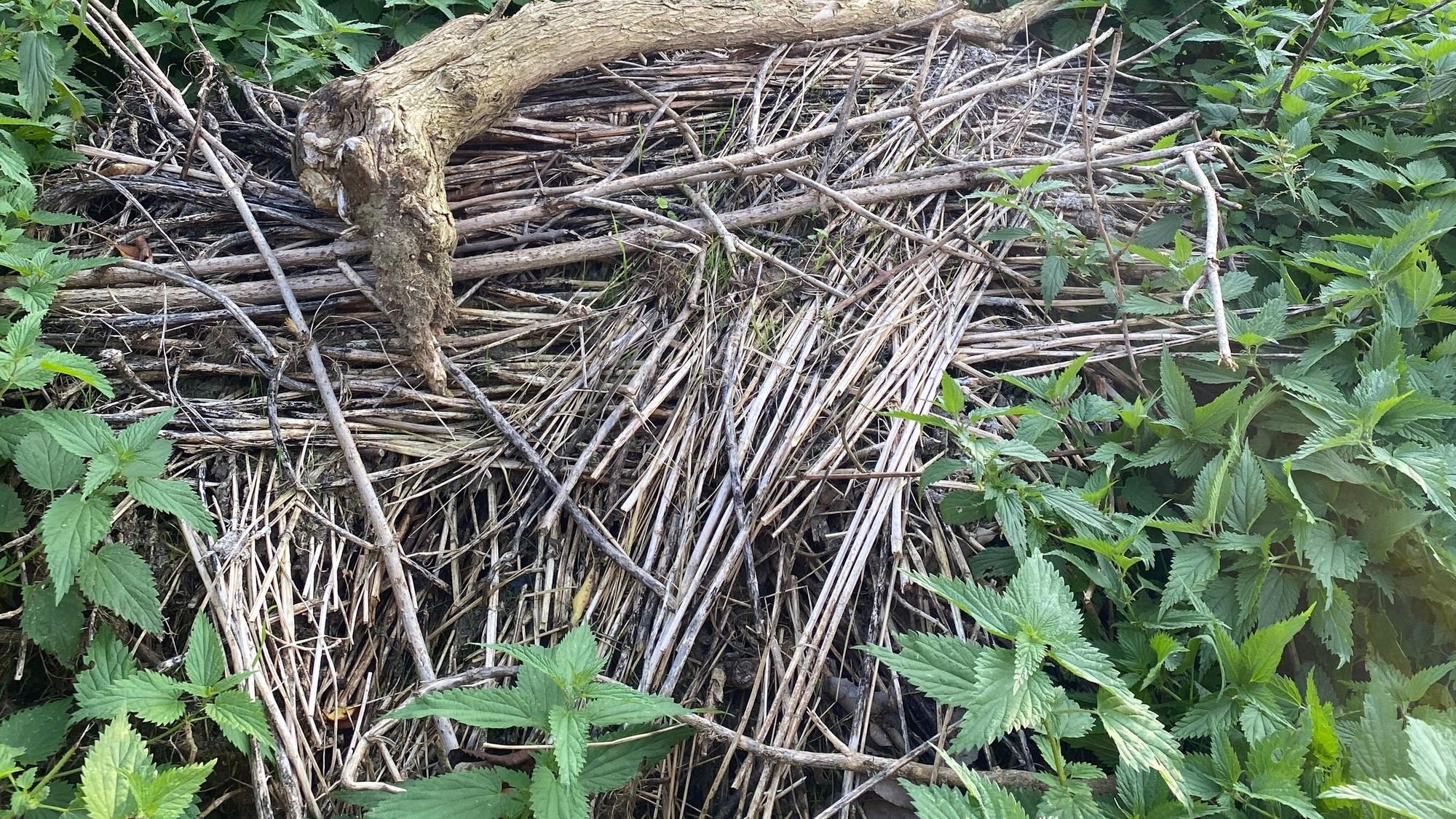 Zweige und Äste liegen als Haufen in einem Garten.