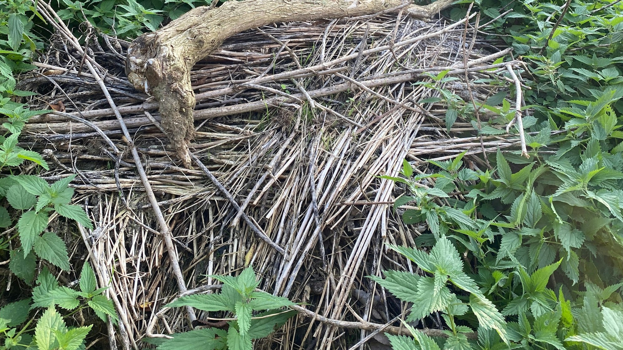 Zweige und Äste liegen als Haufen in einem Garten.