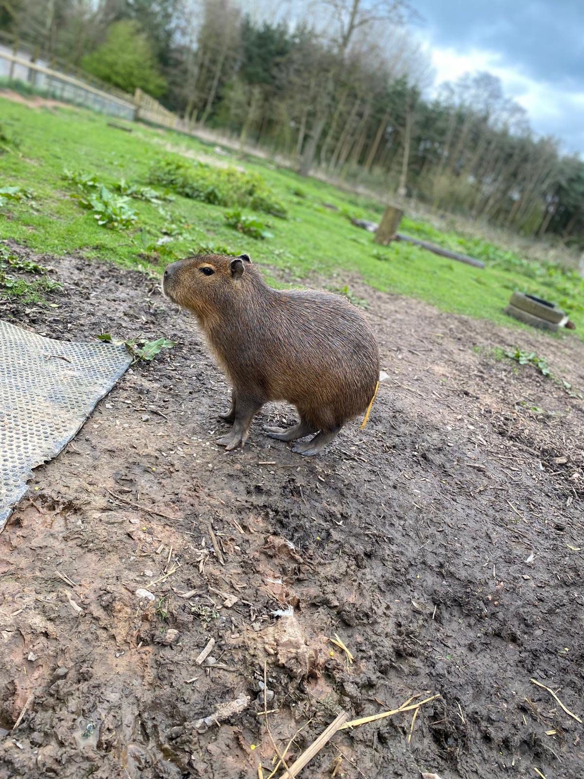 Das Capybara namens Cinnamon („Zimt“), das aus einem Familienzoo in England entkommen ist, ist wieder zurück.