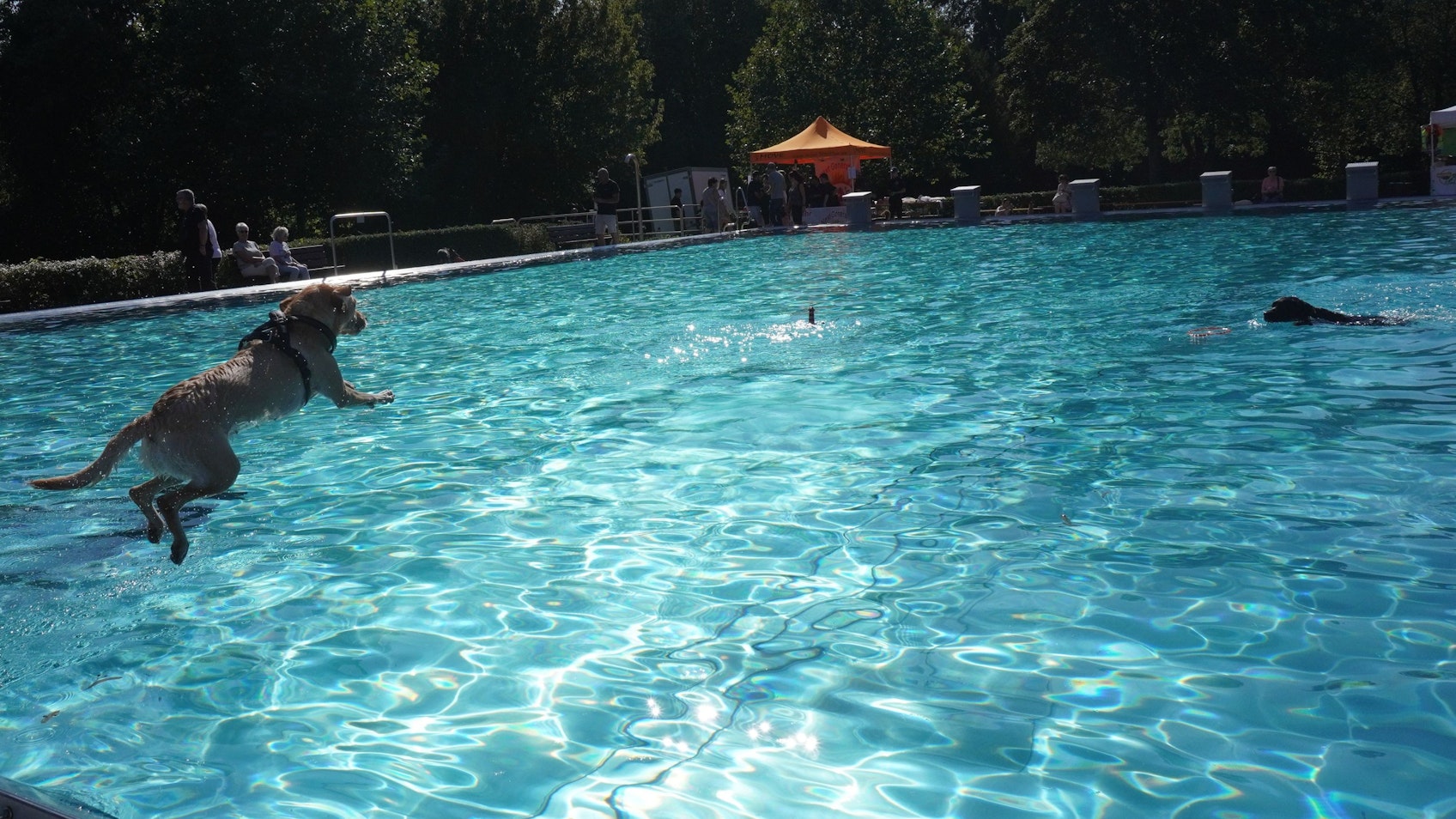 Auf dem Bild ist die Hündin Luna beim Sprung ins Schwimmbecken zu sehen.
