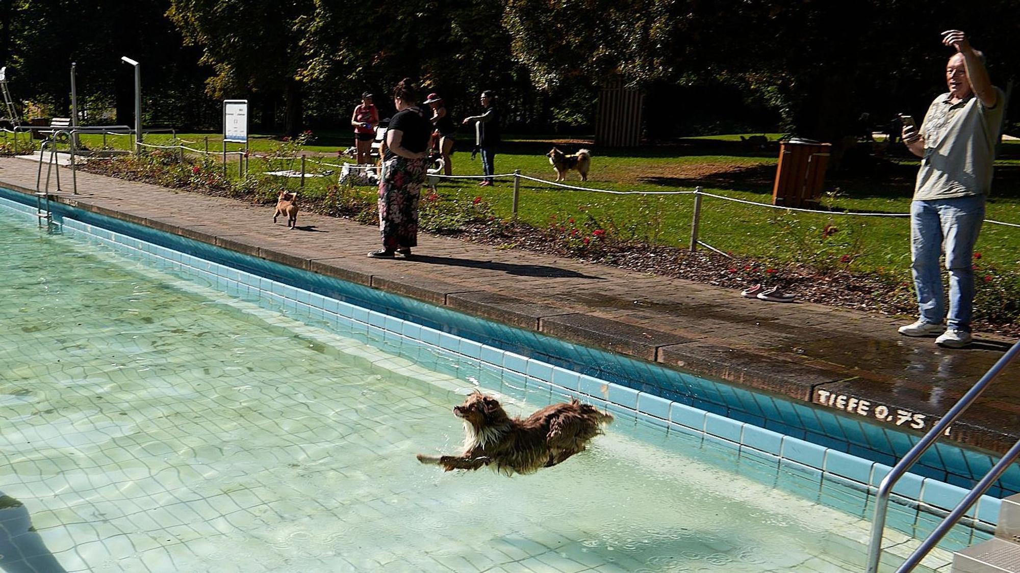 Ein Hund springt vom Rand des Schwimmbeckens ins Wasser. Im Hintergrund befinden sich weitere Hunde und Menschen.