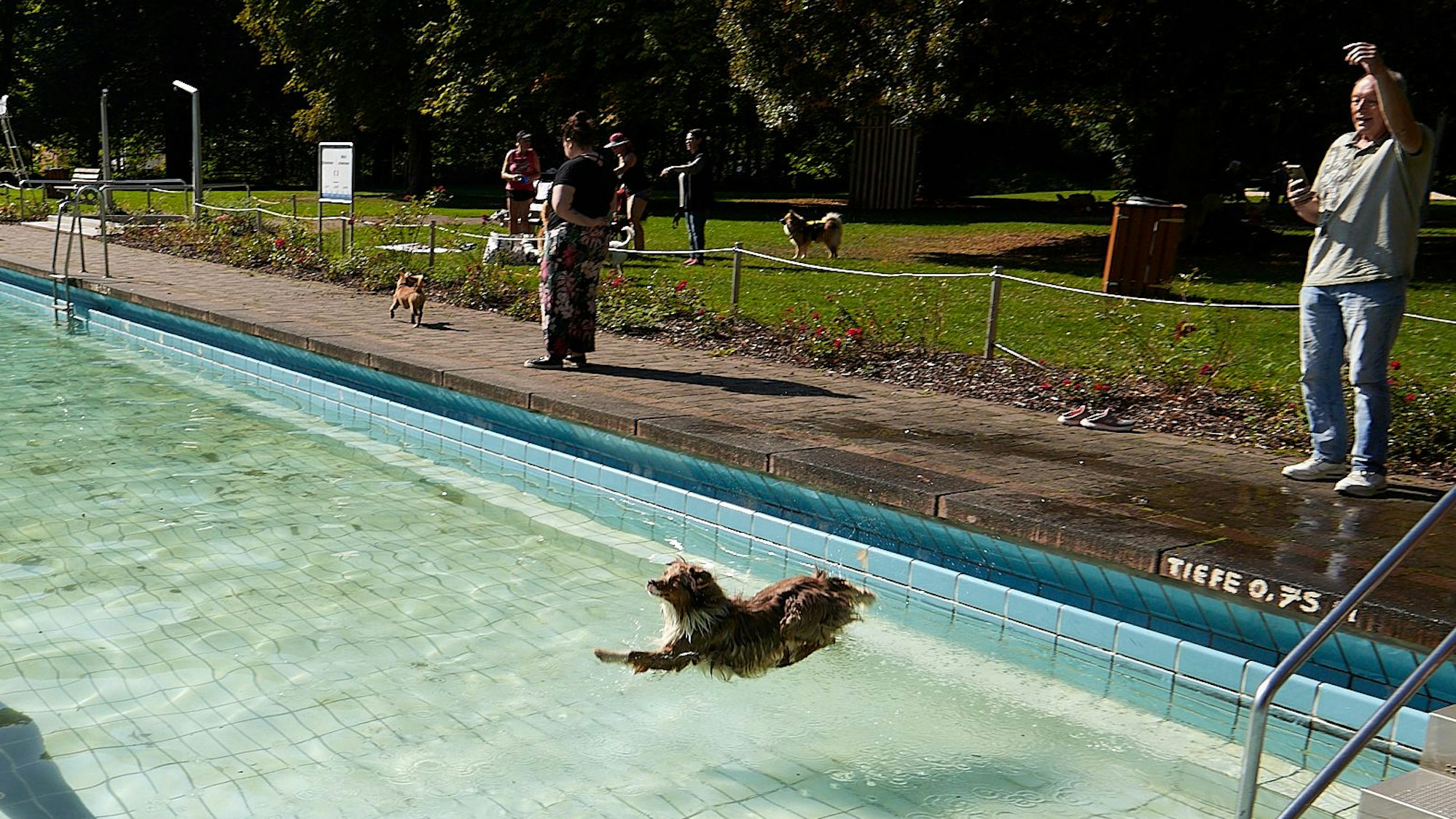 Ein Hund springt vom Rand des Schwimmbeckens ins Wasser. Im Hintergrund befinden sich weitere Hunde und Menschen.