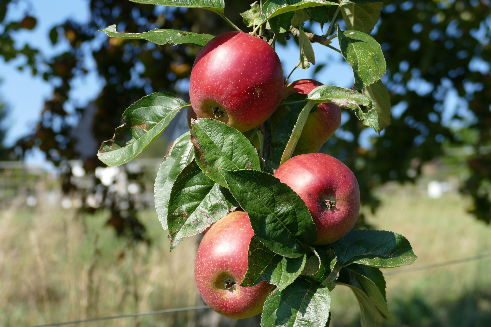 Äpfel hängen am Baum.