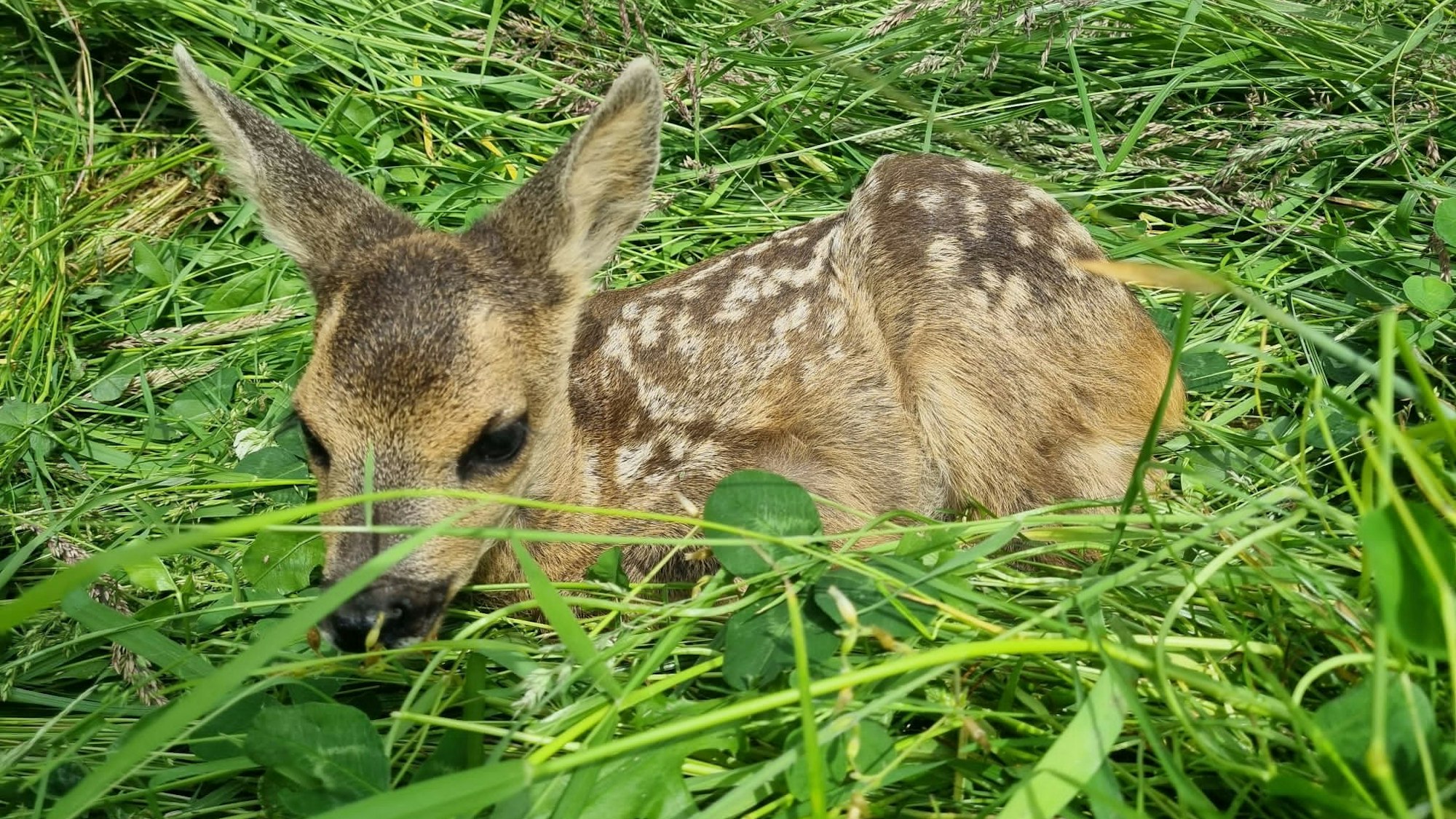 Ein Kitz liegt im Gras
