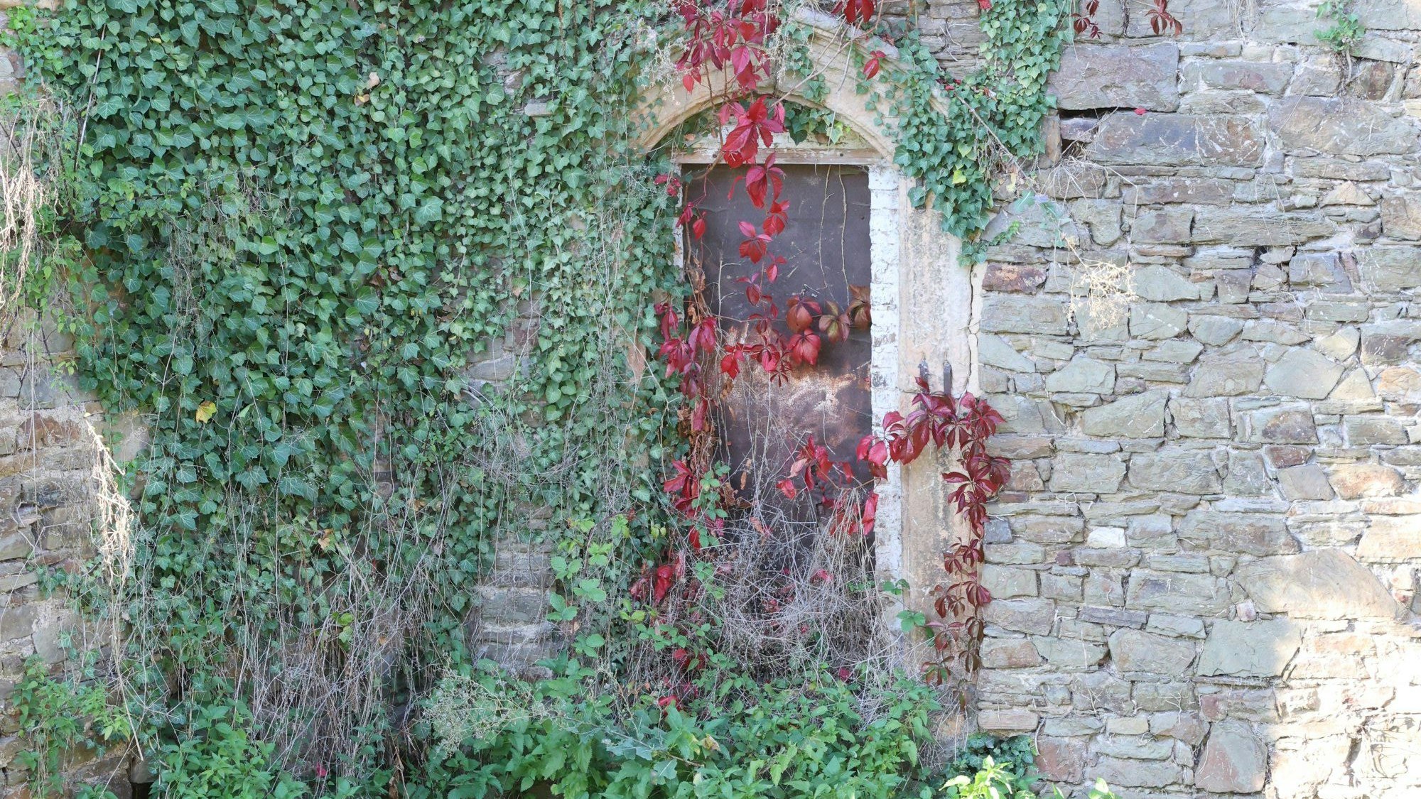 In einer alten Bruchsteinmauer ist eine Tür eingelassen. Sie ist mit grünen und roten Blättern bewachsen.