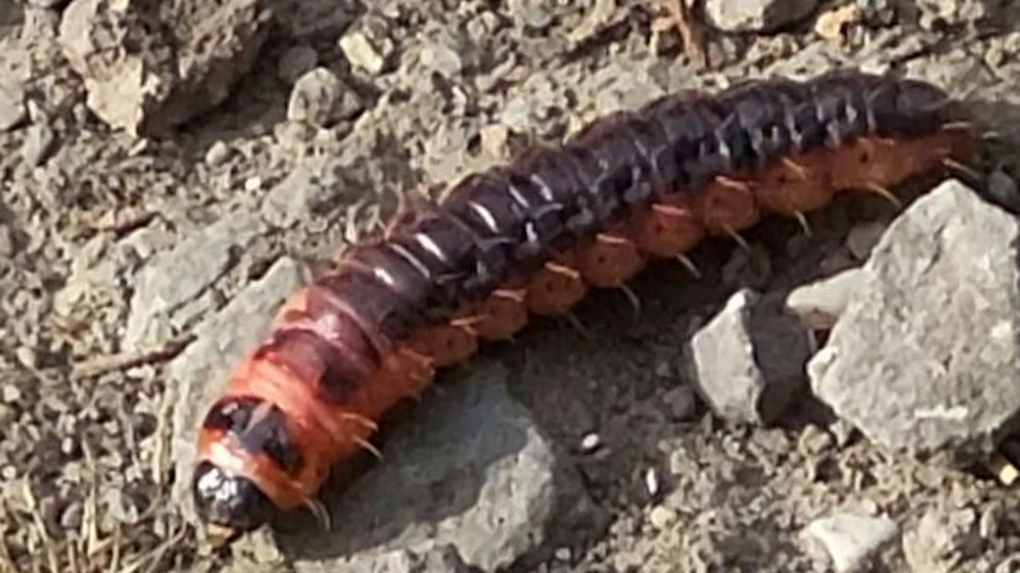 Damit fing alles an: Horst Engel, Verbandsvorsteher Pulheimer Bach, hatte eine etwa zehn Zentimeter lange Raupe des Weidenbohrers entdeckt.