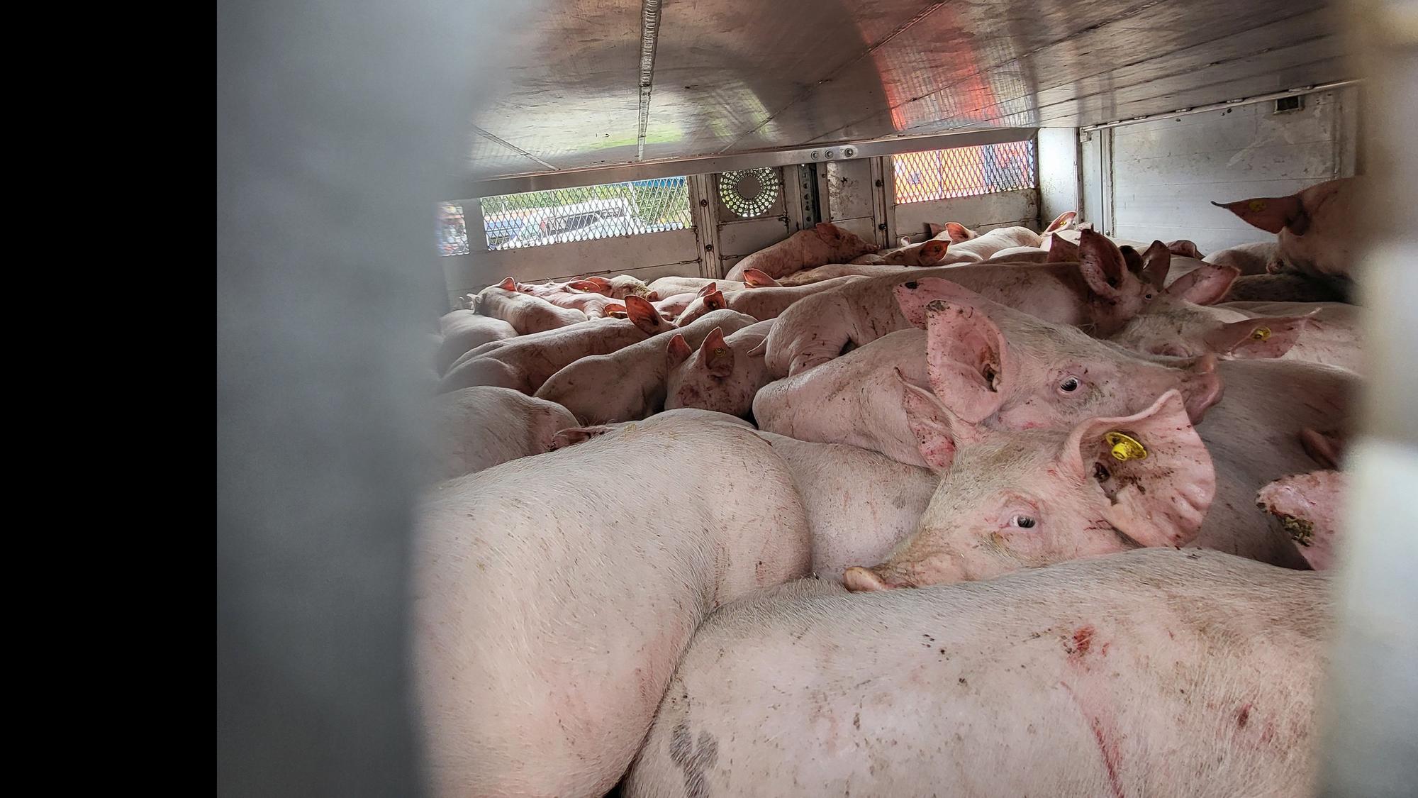 Das Kreisveterinäramt des Rhein-Sieg-Kreises stoppte im September 2024 einen völlig überladenen Schweinetransporter an der Raststätte Siegburg auf der A3.