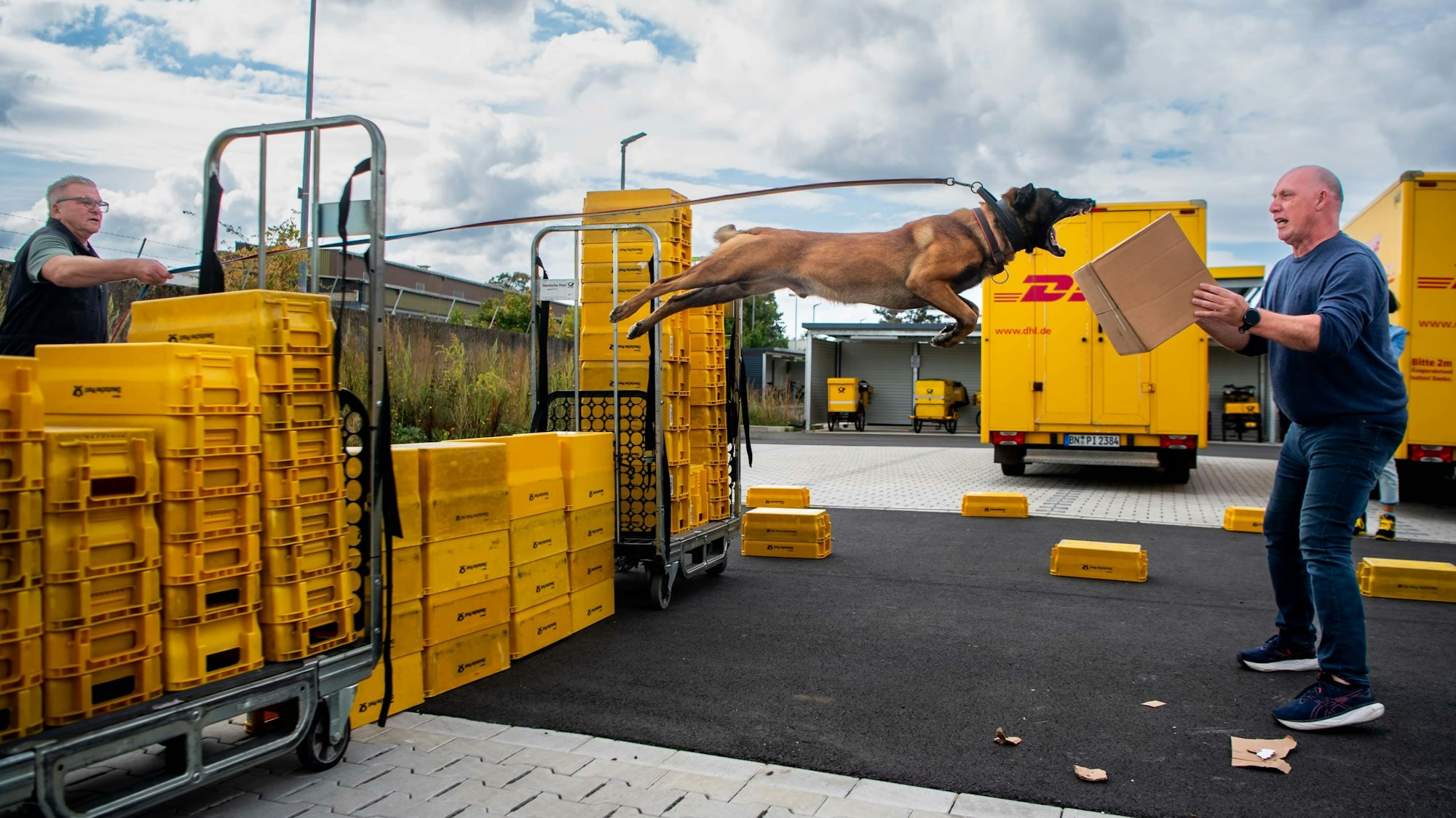Schäferhund Clip fliegt mit einem riesigen Satz über eine Wand aus Kisten, um seine Zähne in das Paket zu schlagen, das Martin Pfaff festhält. Auf der anderen Seite steht Uwe Graute.