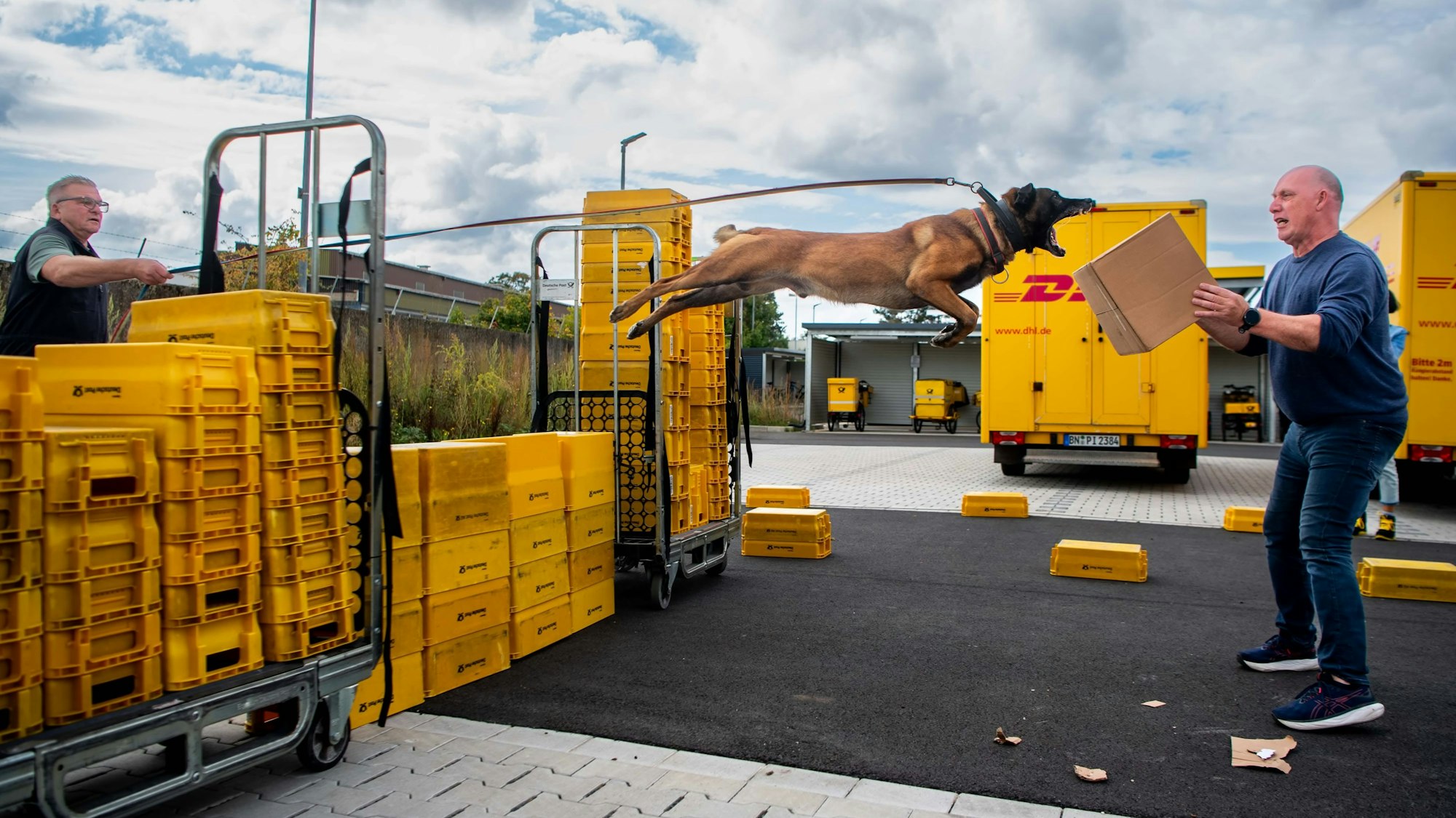 Schäferhund Clip fliegt mit einem riesigen Satz über eine Wand aus Kisten, um seine Zähne in das Paket zu schlagen, das Martin Pfaff festhält. Auf der anderen Seite steht Uwe Graute.