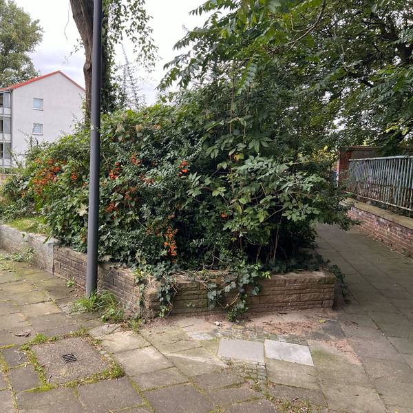 Die Grünfläche auf Höhe der KVB-Bus-Haltestelle Celsiusstraße – hier die Ansicht von hinten.