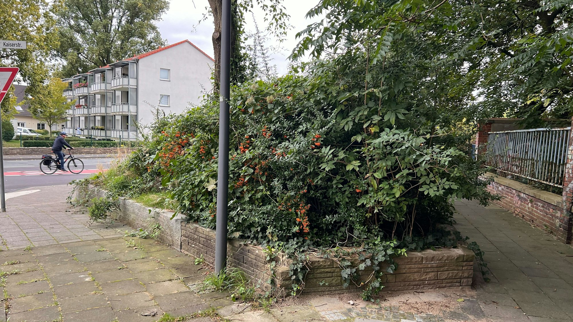Die Grünfläche auf Höhe der KVB-Bus-Haltestelle Celsiusstraße – hier die Ansicht von hinten.
