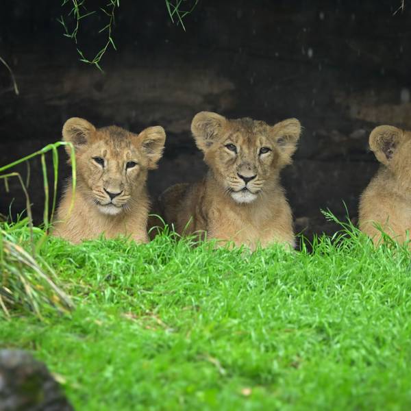 Die Löwen-Jungtiere Mani, Nilay und Schwester Laya