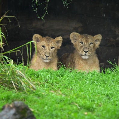 Die Löwen-Jungtiere Mani, Nilay und Schwester Laya
