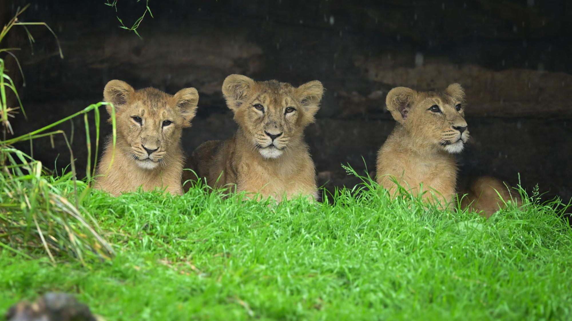 Die Löwen-Jungtiere Mani, Nilay und Schwester Laya