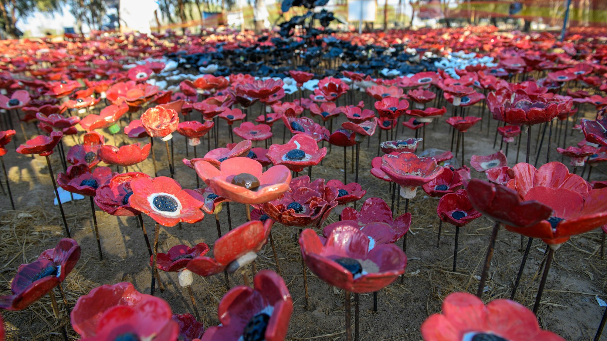 Das vorherrschende Element an der Gedenkstätte für die Opfer des Nova-Party-Massakers in Israel ist die Anemonenblume, die in dieser Gegend vorkommt.