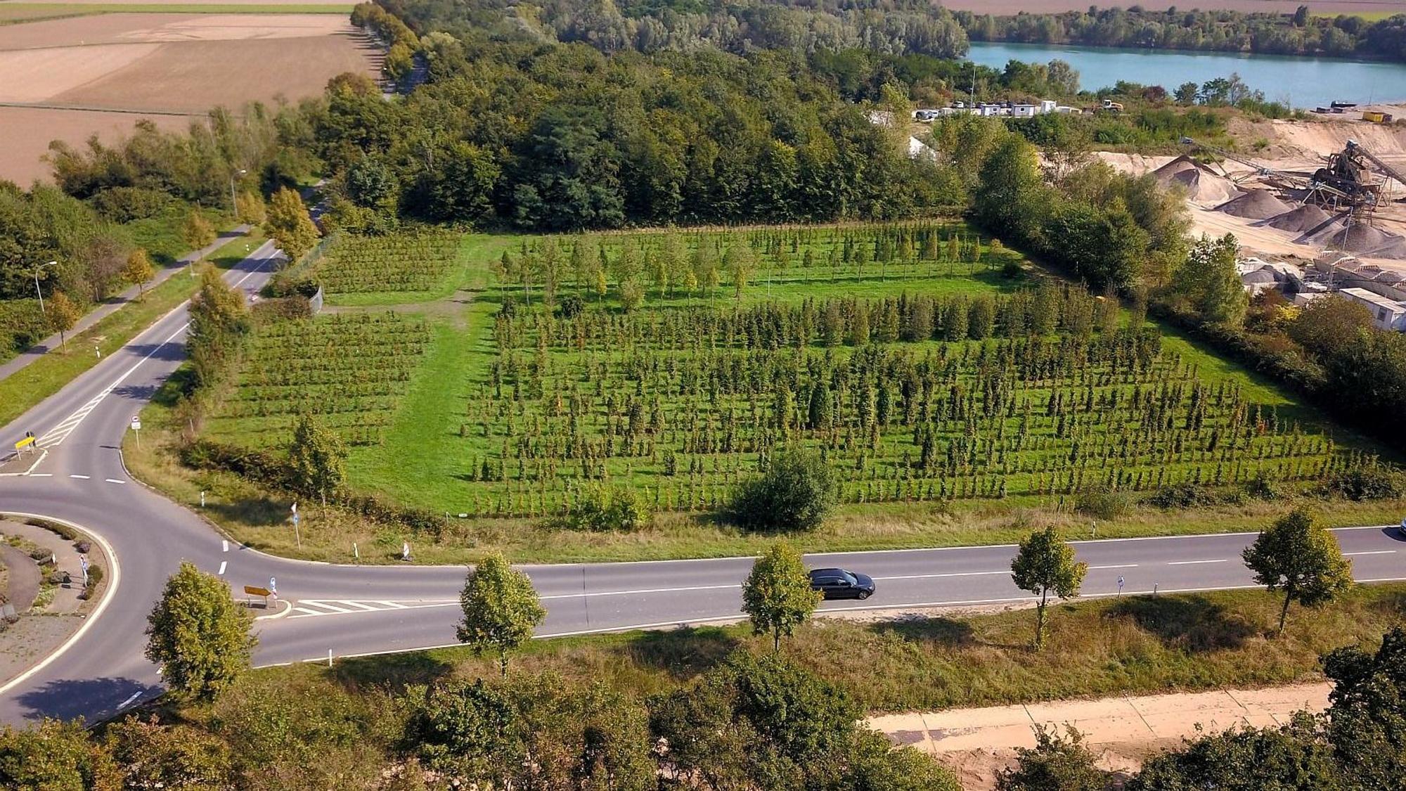 Auf diesem Grundstück an der Spicher Straße zwischen Niederkassel-Ort und Uckendorf soll die Zentrale Unterbringungseinrichtung (ZUE) des Landes für bis zu 350 Geflüchtete entstehen.