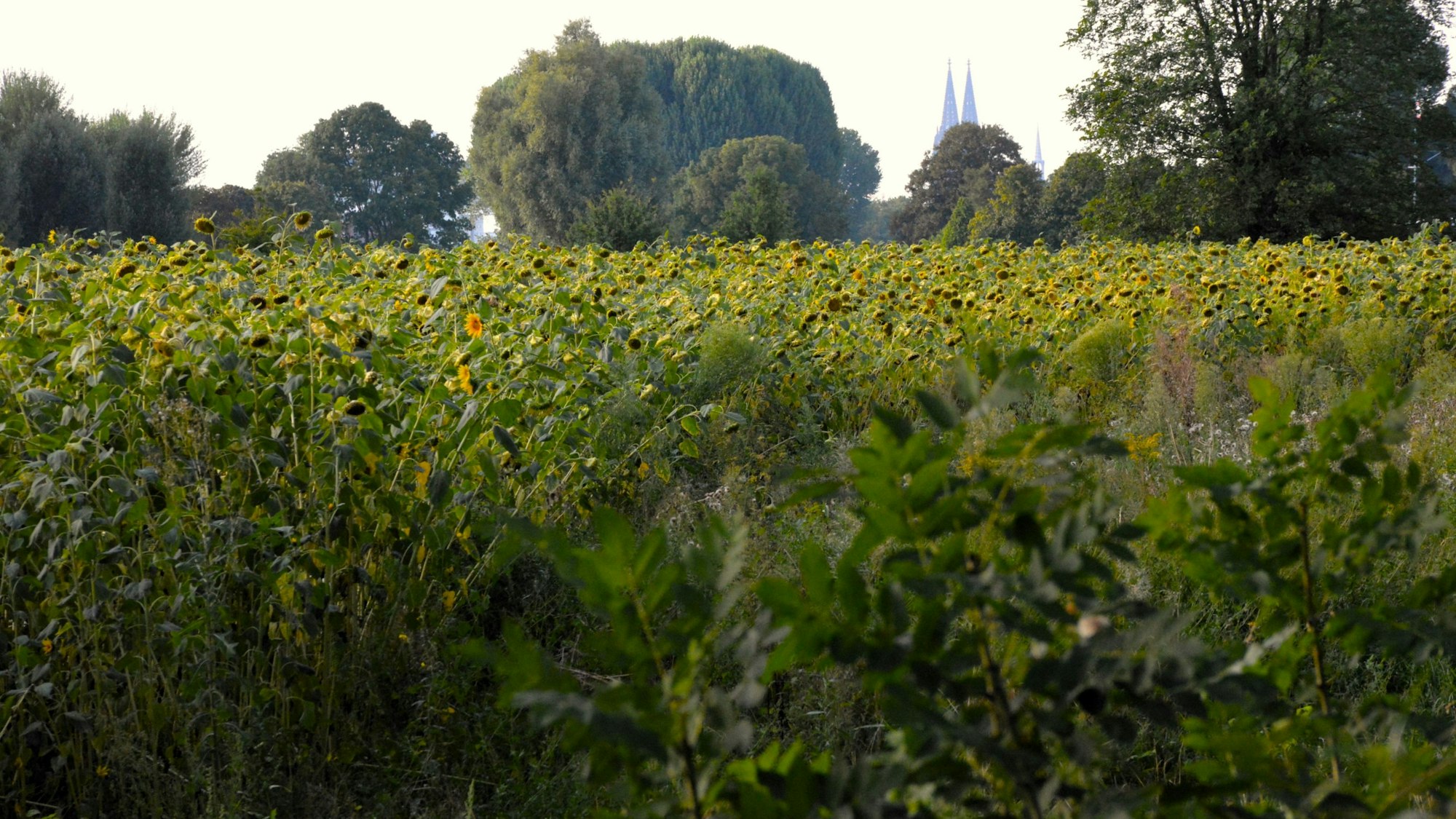Westhovener Aue mit Blick auf den Kölner Dom in der Ferne.