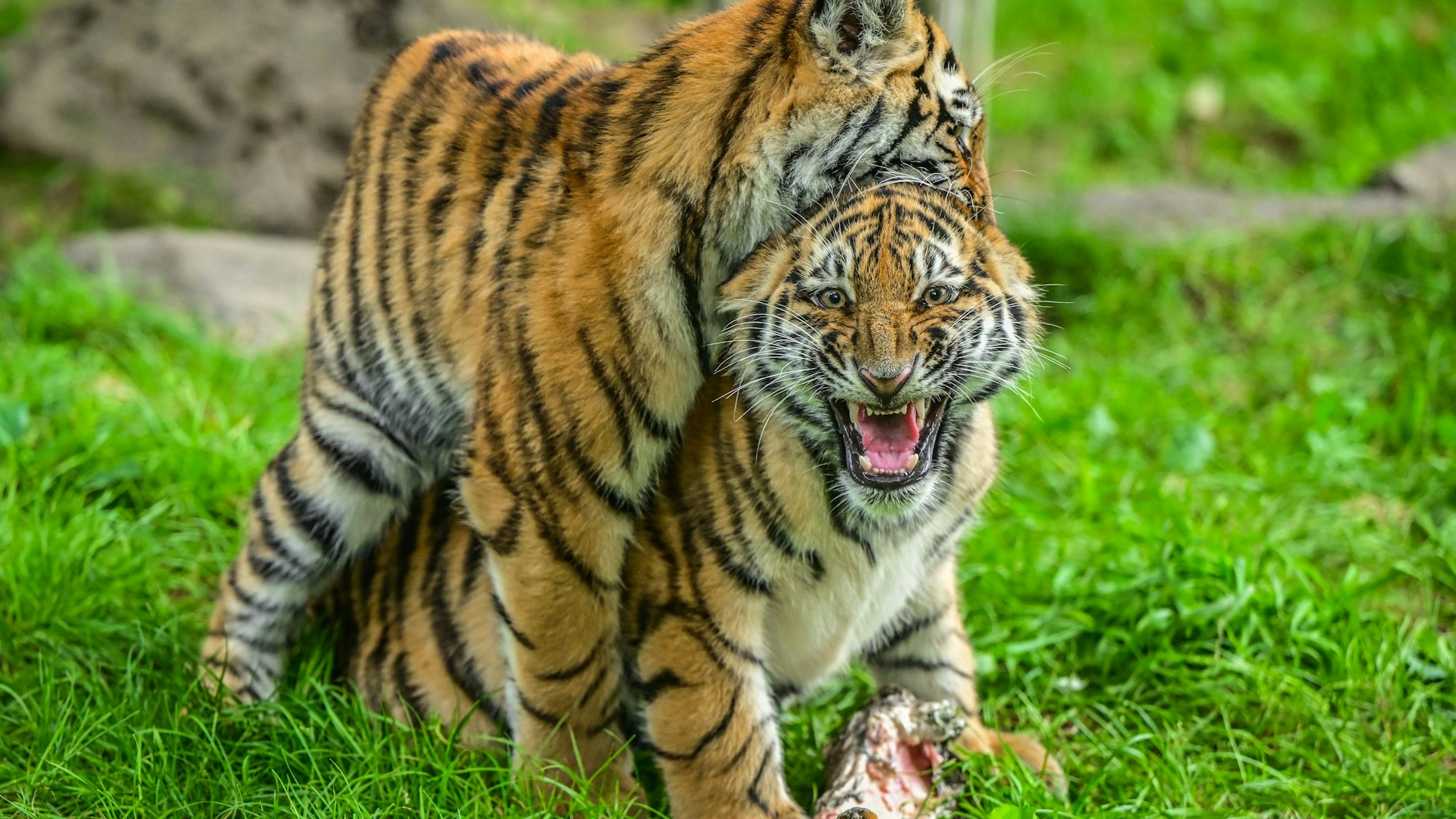 Die beiden Amurtiger Katze Tochka und Kater Timur