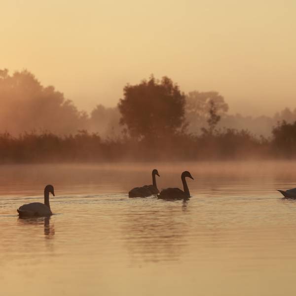 ARCHIV - 22.09.2024, Sachsen-Anhalt, Veckenstedt: Schwäne schwimmen im Licht der aufgehenden Sonne