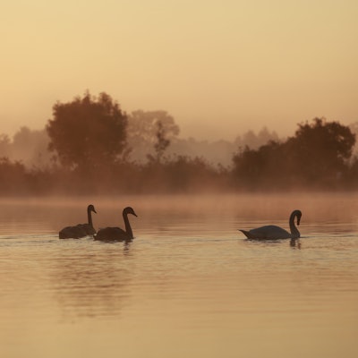 ARCHIV - 22.09.2024, Sachsen-Anhalt, Veckenstedt: Schwäne schwimmen im Licht der aufgehenden Sonne
