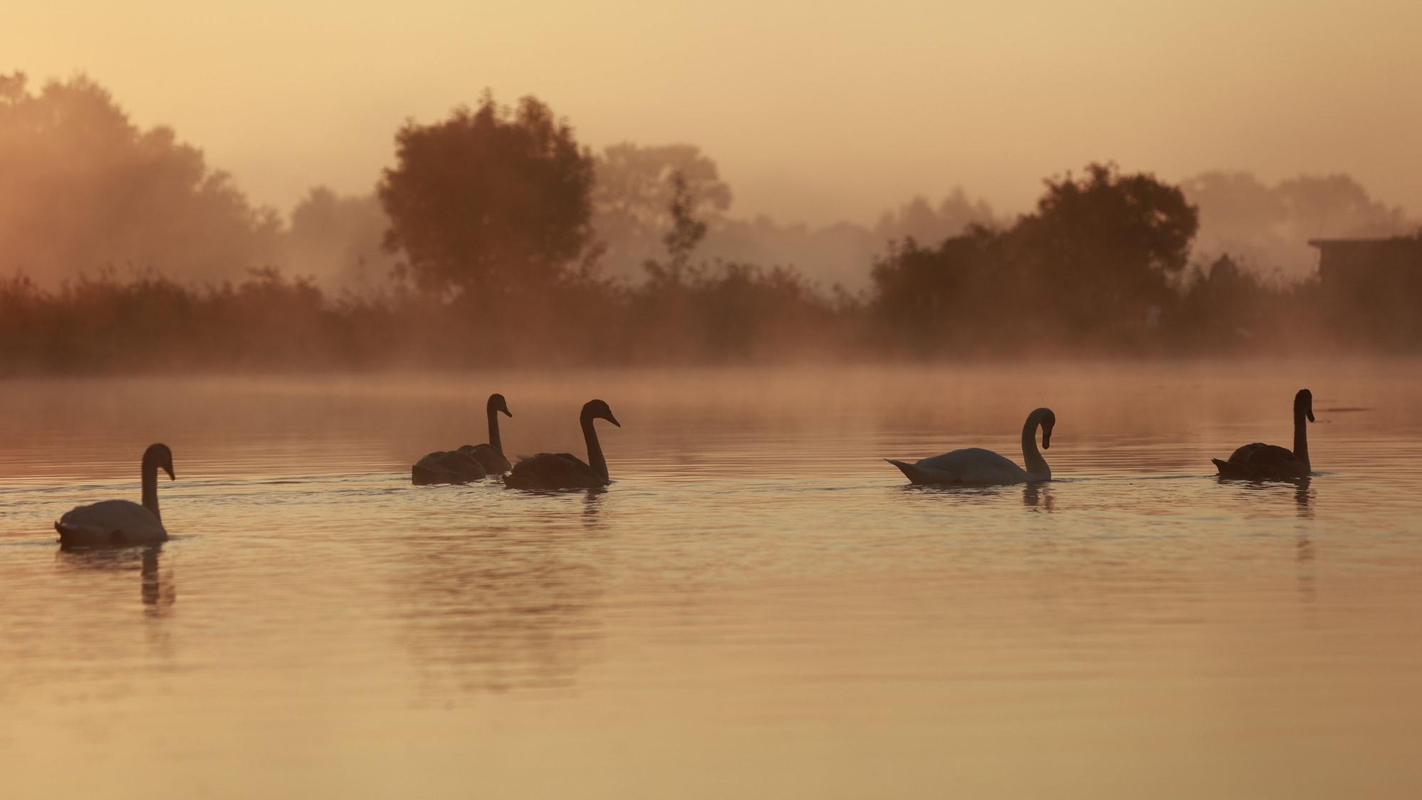 ARCHIV - 22.09.2024, Sachsen-Anhalt, Veckenstedt: Schwäne schwimmen im Licht der aufgehenden Sonne