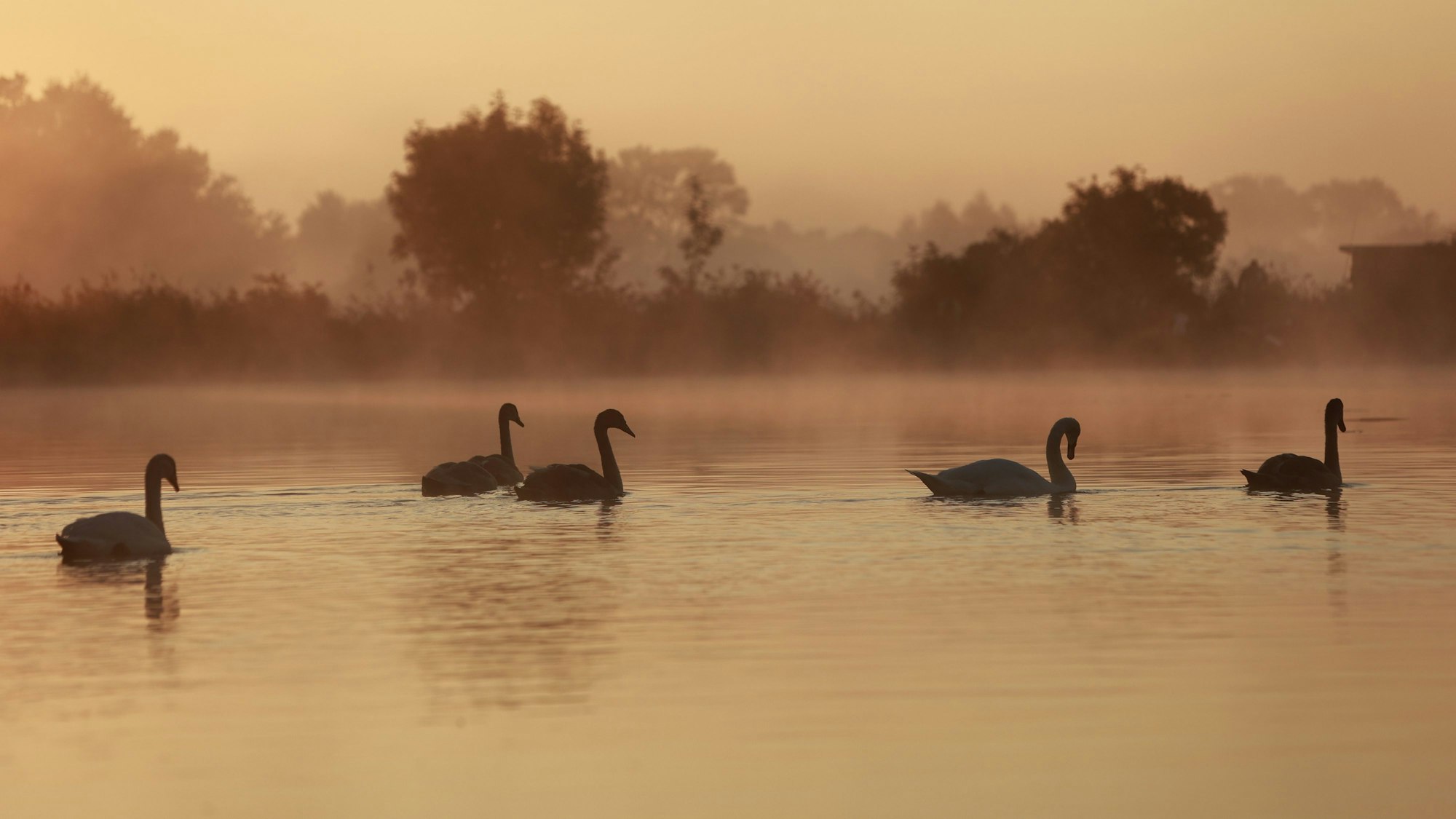 ARCHIV - 22.09.2024, Sachsen-Anhalt, Veckenstedt: Schwäne schwimmen im Licht der aufgehenden Sonne