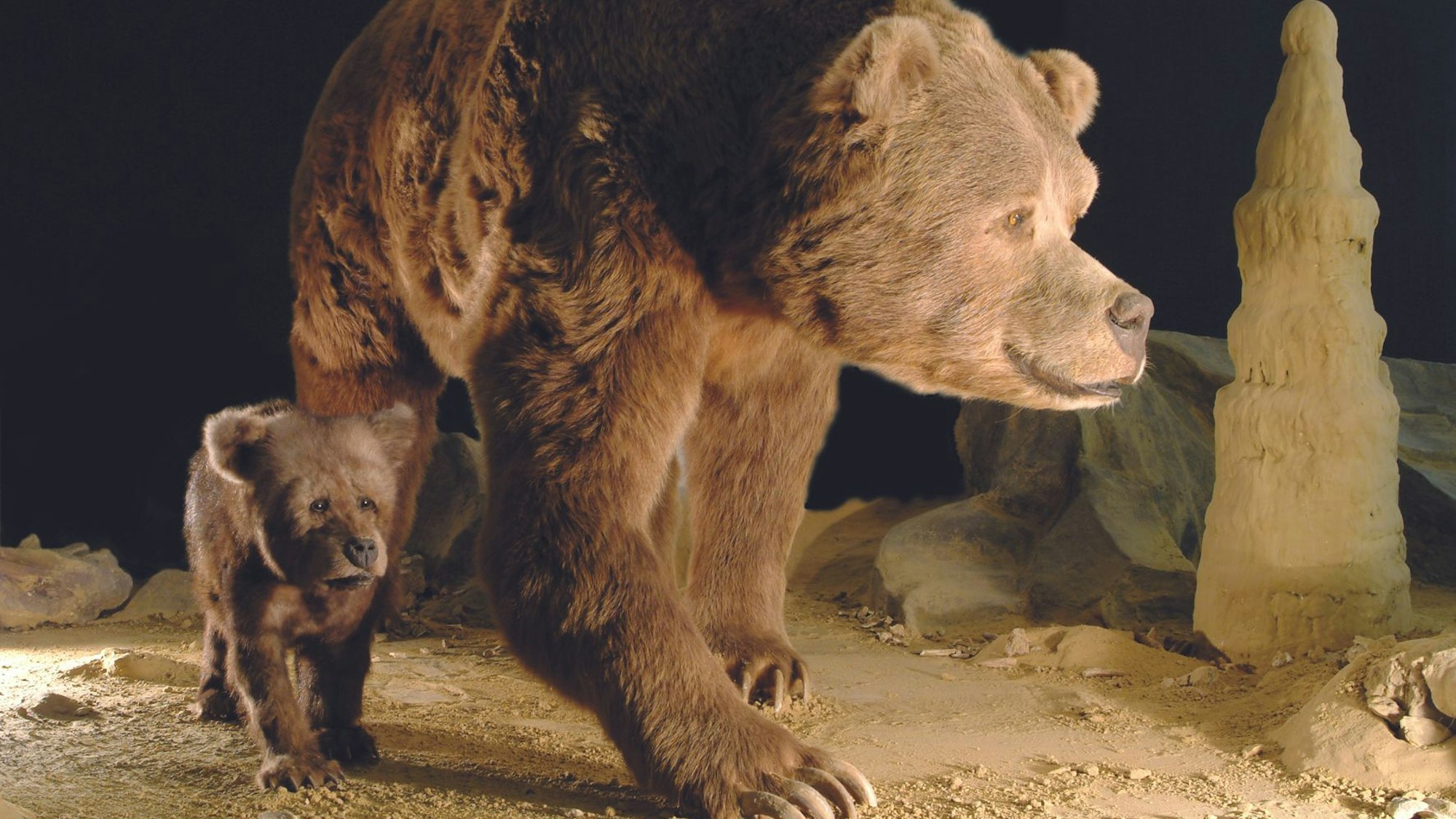 Höhlenbär Dechenhöhle