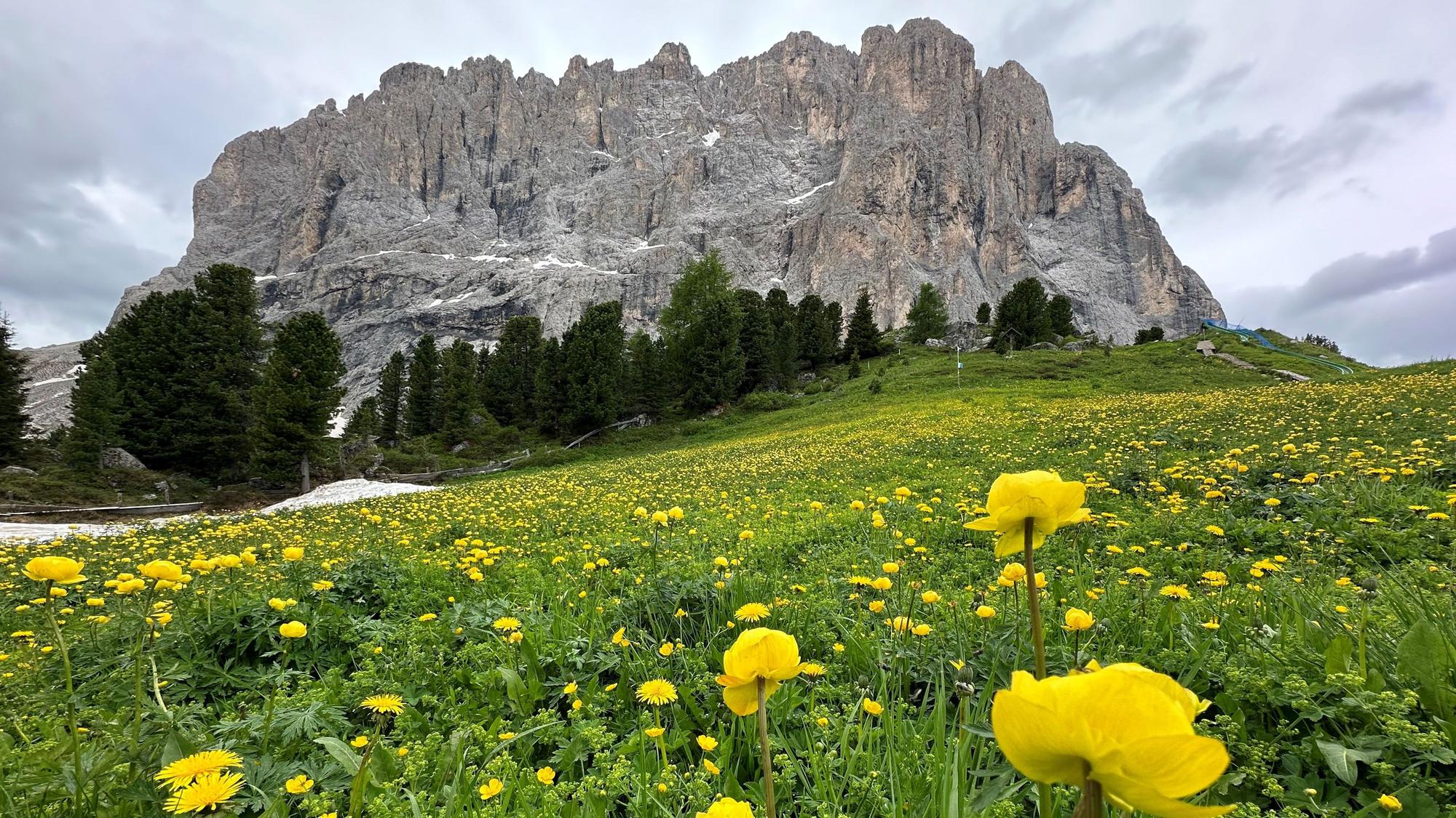 Schroffe Berge und blühende Wiesen findet man in den Dolomiten.