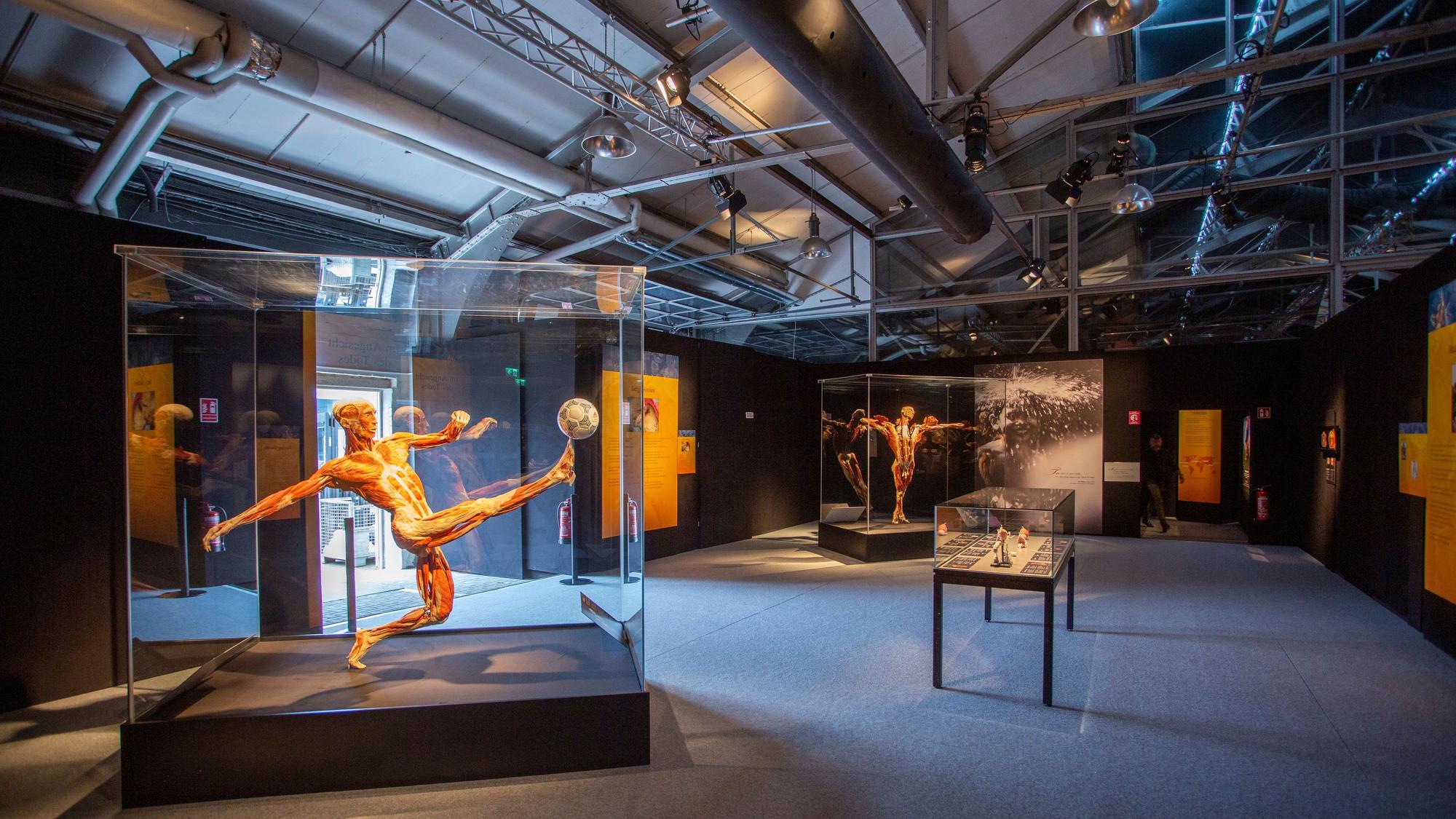 Im ehemaligen Autohaus an der Oskar-Jäger-Straße werden die plastinierten menschlichen Körper gezeigt.