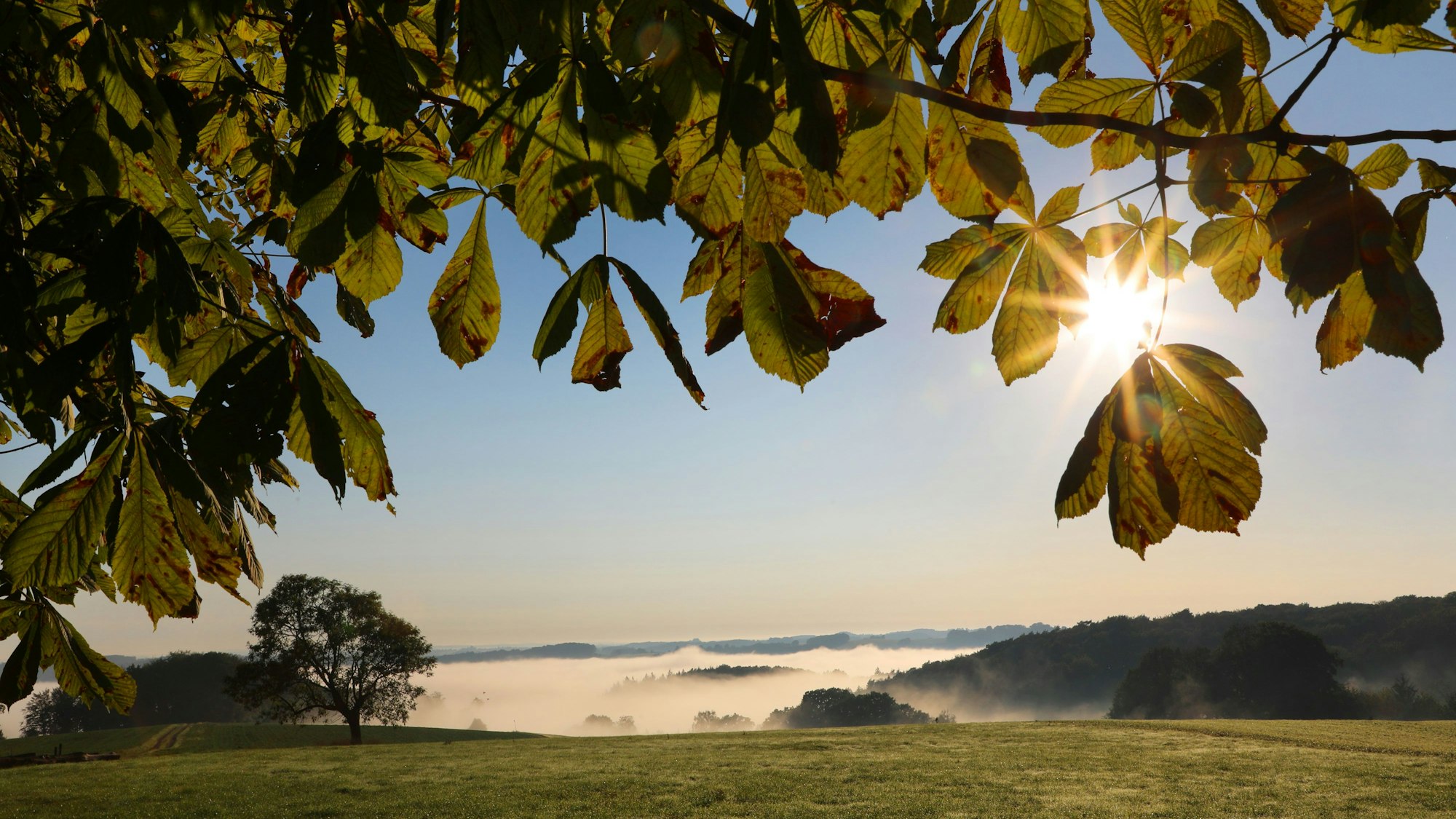 Die Sonne strahlt durch bunte Blätter eines Kastanienbaums in Großdorbusch bei Overath-Heiligenhaus.