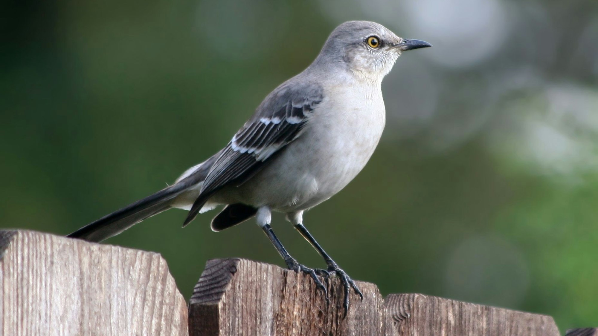 Eine graue Garetspottdrossel.