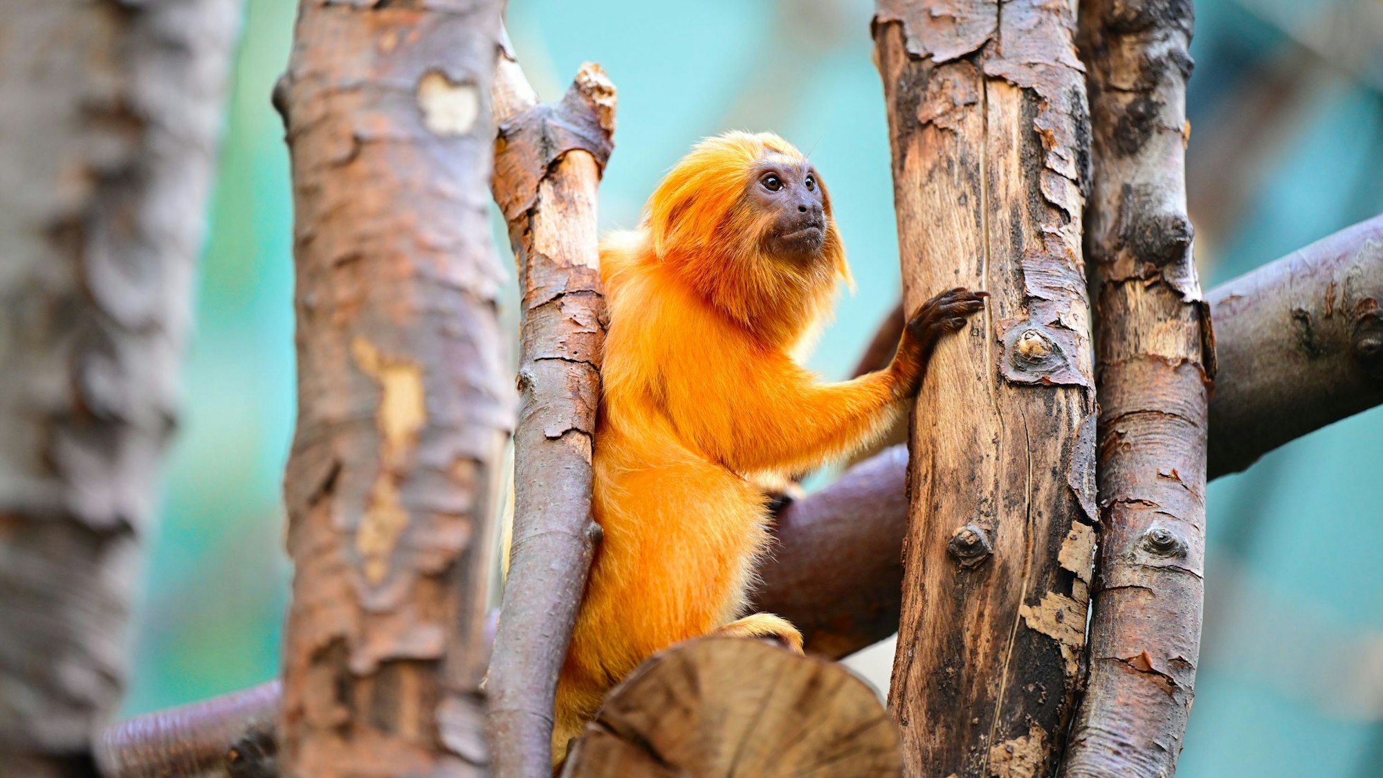 Ein Äffchen sitzt zwischen mehreren Baumstämmen.
