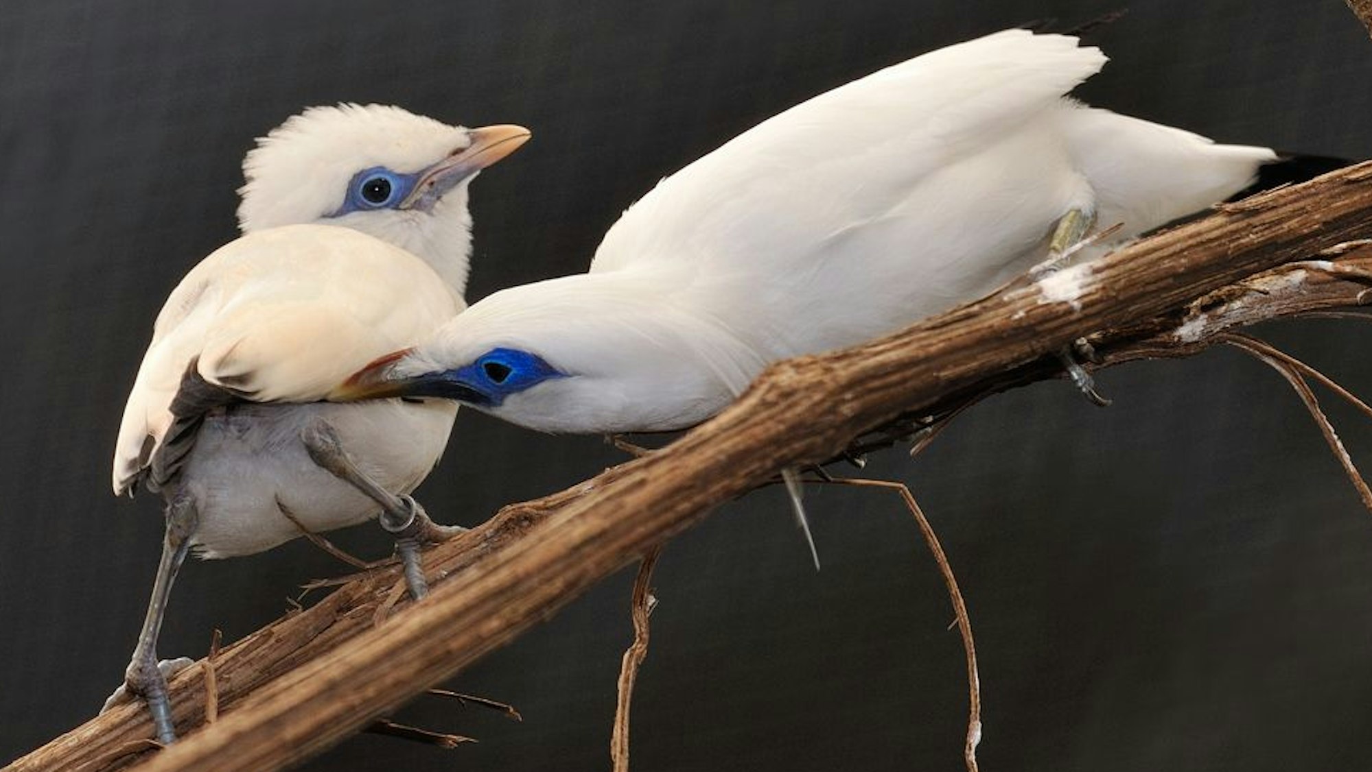 Zwei weiße Vögel mit azurblauem Kranz um die Augen sitzen auf einem Ast.