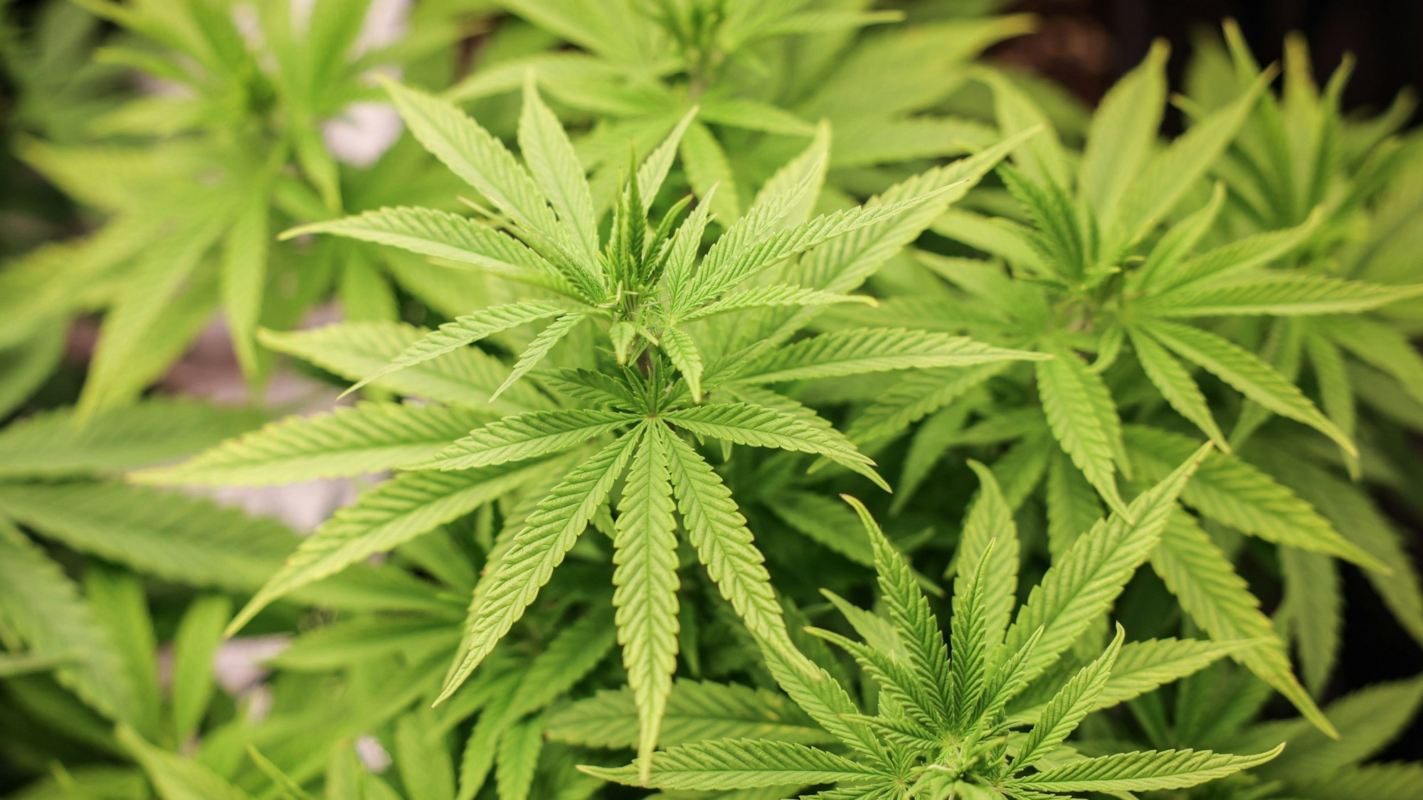 Das Bild zeigt mehrere Cannabispflanzen.