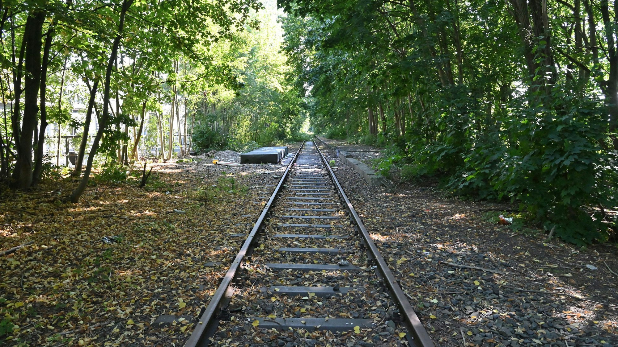 Das Foto zeigt den Gladbacher Bahndamm.