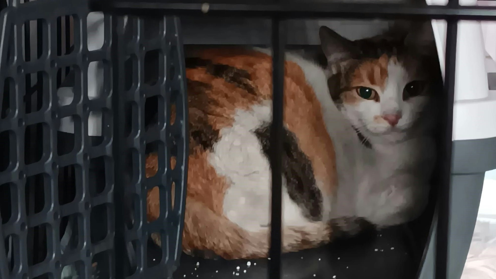 Auf dem Foto ist die gerettete Katze zu sehen.