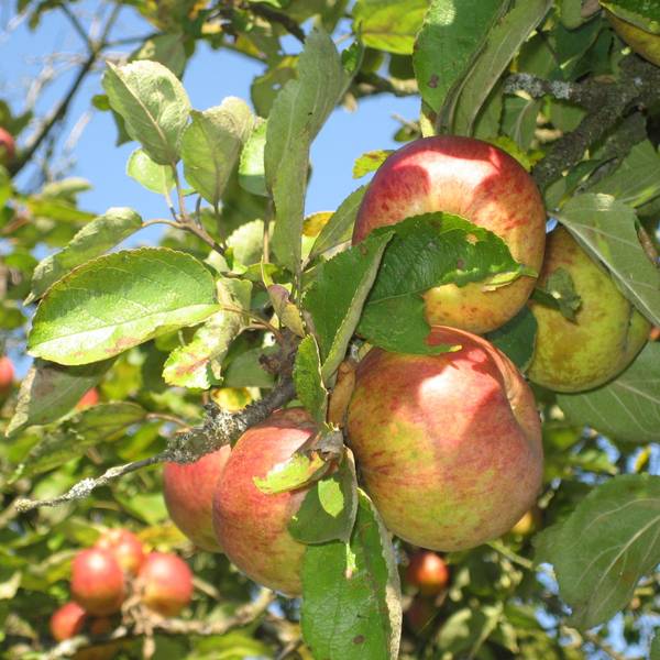 Reife Äpfel hängen an Zweigen eines Apfelbaums in der Sonne.