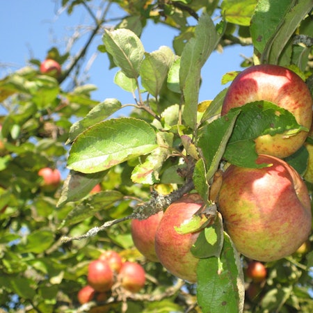 Reife Äpfel hängen an Zweigen eines Apfelbaums in der Sonne.