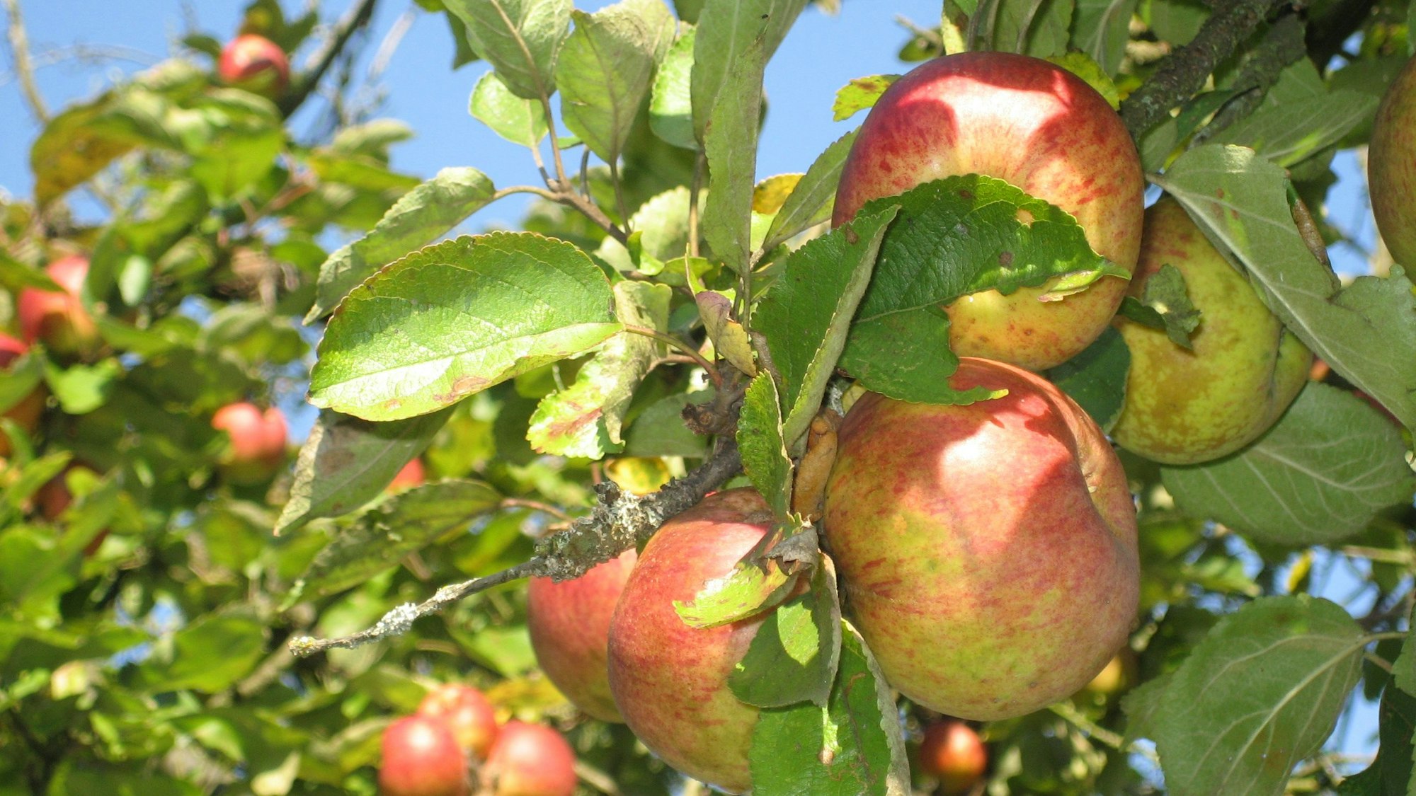 Reife Äpfel hängen an Zweigen eines Apfelbaums in der Sonne.