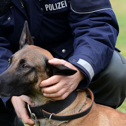 Eine Polizeihündin wird von ihrem Hundeführer auf einer Wiese gelobt.