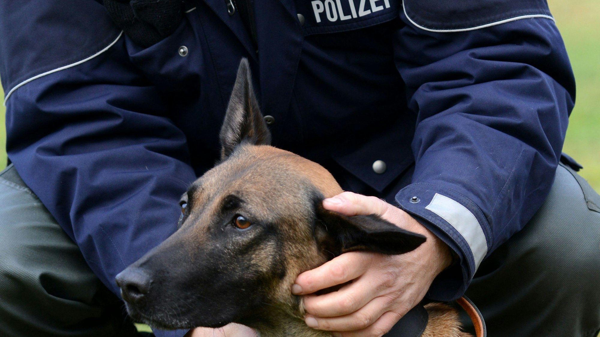 Eine Polizeihündin wird von ihrem Hundeführer auf einer Wiese gelobt.