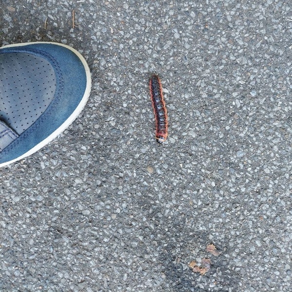 Auf dem Foto ist eine große braune Raupe zu sehen, daneben ein blauer Sneaker.