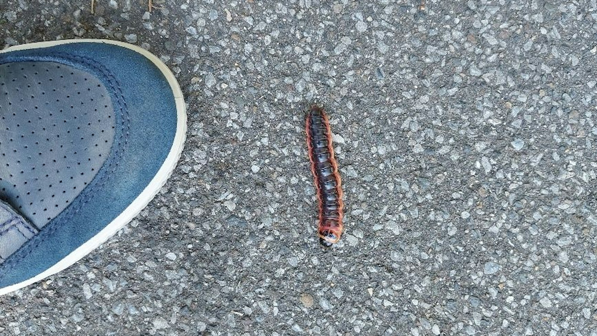 Auf dem Foto ist eine große braune Raupe zu sehen, daneben ein blauer Sneaker.