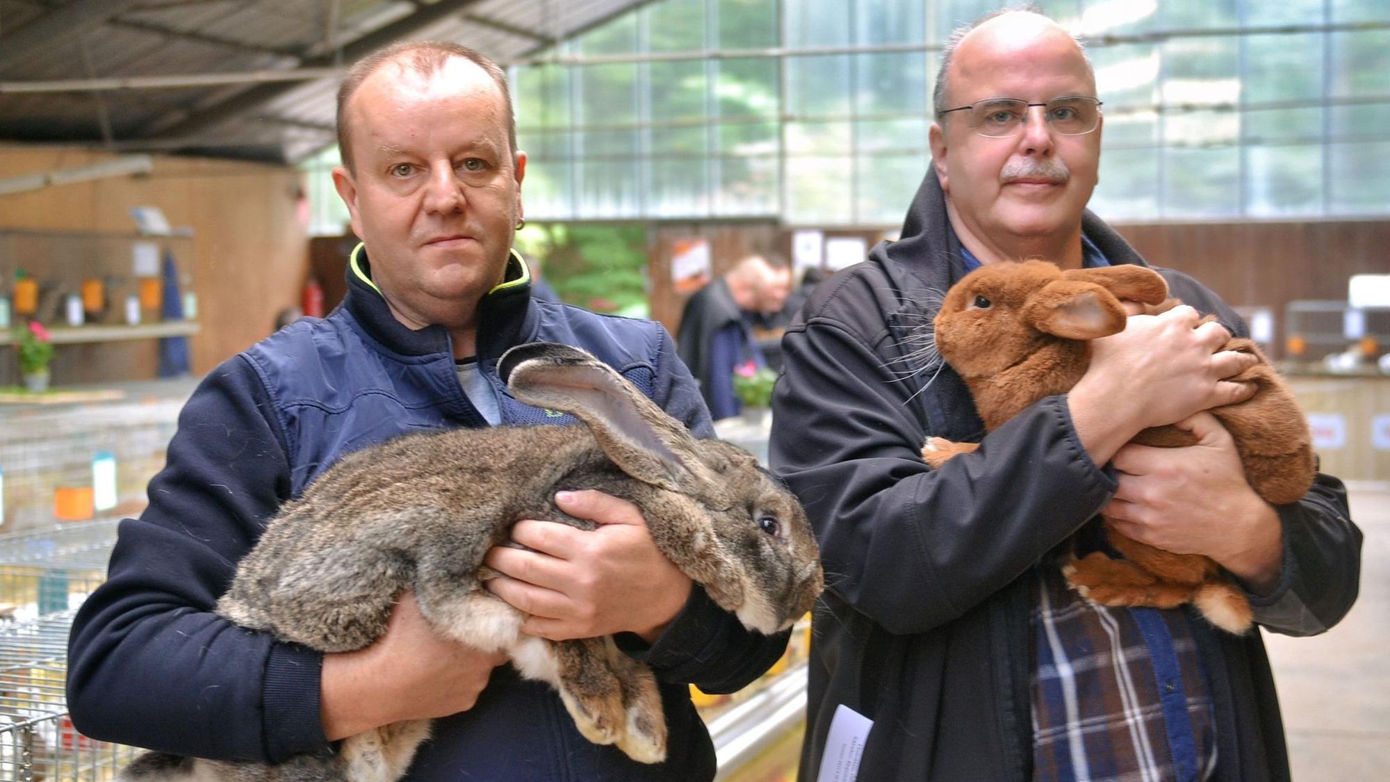 Zwei Männer halten ihre gezüchteten Riesenkaninchen auf den Armen.